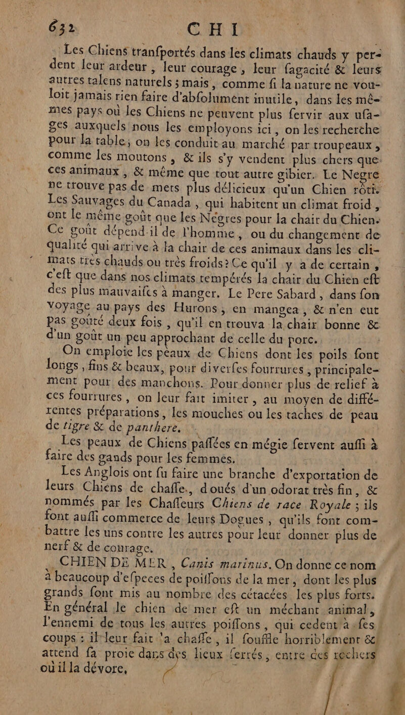 Les Chiens tranfportés dans les climats chauds y per dent leur ardeur , leur courage , leur fagacité &amp; leurs autres talens naturels ; mais , comme fi la nature ne vou- loit jamais rien faire d'abfolument inutile , dans les mê- mes pays où les Chiens ne peuvent plus fervir aux ufa- 8e$ auxquels nous les employons ici, on les recherche pour Ja table; on Les conduit au marché par troupeaux , comme les moutons , &amp; ils s'y vendent plus chers que: Ces animaux, &amp; même que tout autre gibier. Le Negre NE LrOUVE pas de mers plus délicieux qu'un Chien rôti. Les Sauvages du Canada , qui habitent un climat froid , ont le même goût que les Negres pour la chair du Chien: Ce goût dépend:il de l'homme, ou du changement de qualité qui arrive à fa chair de ces animaux dans les cli- _ABats tres chauds ou très froids? Ce qu'il y a de certain, c'eft que dans nos climats rempérés la chair du Chien eft des plus mauvaifes à manger. Le Pere Sabard , dans fon Voyage au pays des Hurons , en mangea , &amp; nen eut pas gouté deux fois , qu'il en trouva Ia chair bonne &amp; d'un goût un peu approchant de celle du porc. On emploie les peaux de Chiens dont les poils font longs , fins &amp; beaux, pour diverfes fourrures ,principale= ment pour des manchons. Pour donner plus de relief à ces fourrures, on Jeur fait imiter , au moyen de diffé- rcntes préparations, les mouches ou les taches de peau de tigre &amp; de panthere. | Les peaux de Chiens paffées en mégie fervent auffi à faire des gands pour les femmes. Les Anglois ont fu faire une branche d'exportation de leurs Chiens de chafle., doués d'un odorat très fin, &amp; nommés par les Chafleurs Chiens de race Royale ; ils font auffi commerce de leurs Dogues , qu’ils fonr com- battre les uns contre les autres pour leur donner plus de nerf &amp; de conrage. . CHIEN DE MER , Canis marinus. On donne cenom : à beaucoup d'efpeces de poiffons de la mer, dont les plus grands font mis au nombre des cétacées les plus forts. En général Je chien de mer eft un méchant animal, l'ennemi de tous les autres poiffons, qui cedent'àa fes ! coups : ifrleur fait ‘a chafe , il fouffle horriblémenr &amp;cl attend fa proie dans dys lieux ferrés, entre des réchers où il la dévore, FF / à