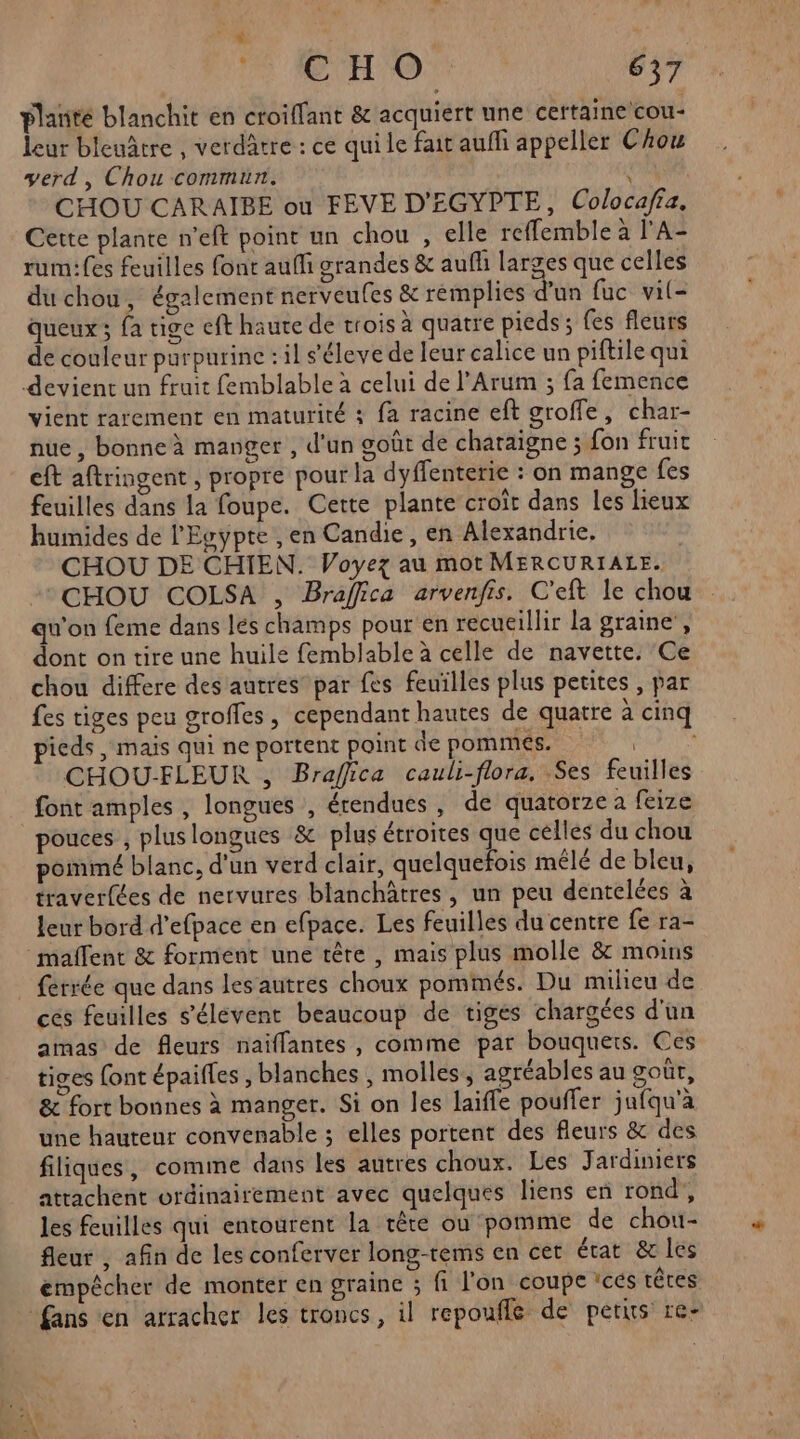 plaité blanchit en croiffant & acquiert une certaine cou- leur bleuâtre , verdatre : ce qui le fair aufli appeller Chou verd, Chou commun. \ CHOU CARAIBE ou FEVE D'EGYPTE, Colocafia. Cette plante n'eft point un chou , elle reffemble à l'A- rumifes feuilles font auf grandes & aufli larges que celles duchou, également nerveufes & remplies d'un fuc vil- queux ; fa tige eft haute de trois à quatre pieds ; fes fleurs de couleur purpurine : il s’éleve de leur calice un piftile qui devient un fruit femblable à celui de l’Arum ; fa femence vient rarement en maturité ; fa racine eft groffe, char- nue , bonne à manger , d'un goût de charaigne ; fon fruit eft aftringent , propre pour la dyffenterie : on mange fes feuilles dans la foupe. Cette plante croît dans les lieux humides de l'Egypte , en Candie, en Alexandrie, CHOU DE CHIEN. Voyez au mot MERCURIALE. CHOU COLSA , Braffica arvenfis. C’eft le chou qu'on feme dans les champs pour en recueillir la graine’, dont on tire une huile femblable à celle de navette. Ce chou differe des autres’ par fes feuilles plus petites , par fes tiges peu groffes, cependant hautes de quatre à cinq ieds , mais qui ne portent point de pommes. a Non CHOU-FLEUR , Braffica cauli-flora, Ses feuilles font amples , longues , étendues, de quatorze a feize pouces , pluslongues & plus étroites que celles du chou pommé blanc, d'un verd clair, quelquefois mêlé de bleu, traverfées de nervures blanchâtres, un peu dentelées à leur bord d’efpace en efpace. Les feuilles du centre fe ra- maflent & forment une têre , mais plus molle & moins | férrée que dans les autres choux pommés. Du milieu de ces feuilles s'élévent beaucoup de tiges chargées d'un amas de fleurs naiffantes , comme par bouquets. Ces tiges ont épaifles , blanches , molles, agréables au goût, & fort bonnes à manger. Si on les laiffe pouffer jafqu'à une hauteur convenable ; elles portent des fleurs & des filiques, comme dans les autres choux. Les Jardiniers attachent ordinairement avec quelques liens en rond, les feuilles qui entourent la tête où pomme de chou- fleur , afin de les conferver long-rems en cet état & les empêcher de monter en graine ; fi l'on coupe 'cés têtes fans en arracher les troncs, il repoufle de petus re-