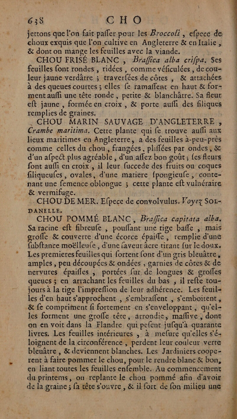 63$ GHO jettons que l’on fait pafler pour les Broccoli , efpcce de choux exquis que l’on cultive en Angleterre & enltalie, & dont on mange les feuilles avec la viande. CHOU FRISÉ BLANC , Braffica alba crifpa: Ses feuilles font rondes , ridées, comme véficulées , de cou- leur jaune verdâtre ; traverfées de côtes , & attachées à des queues courtes ; elles fe ramaffent en haut & for- ment aufli une tête ronde , petite & blanchâtre. Sa fleur eft jaune , formée en croix , & porte aufli des filiques remplies de graines. . CHOU MARIN SAUVAGE D’ANGLETERRE , Crambe maritima. Cette plante qui fe trouve aufli aux lieux maritimes en Angleterre, a des feuilles à-peu-près comme celles du chou, frangées, pliffées par ondes, & d’un afpe& plus agréable, d'un aflez bon goût ; fes fleurs font auffi en croix , il leur fuccede des fruits ou coques filiqueufes , ovales, d’une matiere fpongieufe ,: conte- nant une femence oblongue ; cette plante eft vulnéraire & vermifuge. gp | . CHOU DE MER. Efpece de convolvulus, Voyez Soz- _ DANELLE. : | CHOU POMMÉ BLANC, Braffica capitata alba. Sa racine eft fibreufe , pouflant une tige baffe | mais groffle & couverte d'une écorce épaiffe , remplie d'une {fubftance moëlleufe , d'une faveur âcre tirant fur Ie doux. Les premieres feuilles qui fortent font d’un gris bleuâtre, amples , peu découpées & ondées , garnies de côtes & de nervures épaifles , portées fur de longues & grofles queues ; en arrachant les feuilles du bas , il refte tou- jours à la tige l'impreflion de leur adhérence. Les feuil= les d'en haut s'approchent , s'embraflent , s'emboitent, & fe compriment fi fortement en s'enveloppant, qu’el- les forment une groffe tête, arrondie, maflive ; dont on en voit dans la Flandre qui pefent jufqu'a quarante livres. Les feuilles intérieures , à mefure qu'elles s'é- loignent de la circonférence , perdent leur couleur verte bleuâtre , & deviennent blanches. Les Jardiniers coope- rent à faire pommer Le chou, pour le rendre blanc & bon, en liant toutes les feuilles enfemble.. Au commencement du printems, on replante le chou pommé afin d’avoir de la graine ; fa tête s'ouvre , & il fort de fon milieu une