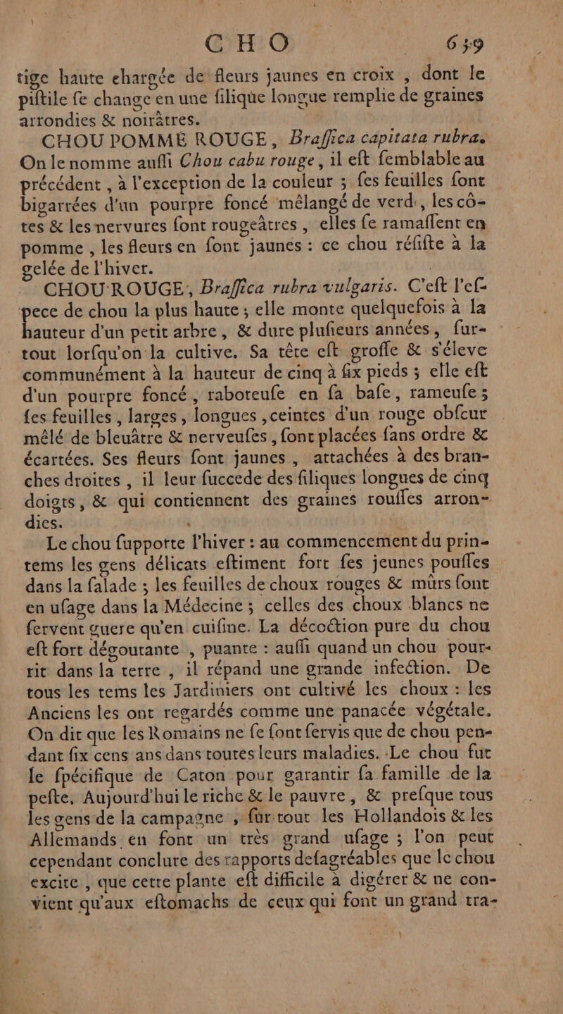 tige haute ehargée de fleurs jaunes en croix , dont le piltile fe change en une filique longue remplie de graines arrondies & noirâtres. | CHOU POMMÉ ROUGE, Braffica capitata rubra. On le nomme aufli Chou cabu rouge, il eft femblable au précédent , à l'exception de la couleur 3 fes feuilles font bigarrées d'un pourpre foncé mélangé de verd, les cô- tes & les nervures font rougeâtres , elles fe ramaflent en pomme , les fleurs en font jaunes : ce chou réfifte à la gelée de l'hiver. CHOU ROUGE, Braffica rubra vulgaris. C’eft l'ef- pece de chou la plus haute ; elle monte quelquefois à la Lo d'un petit arbre, & dure plufeurs années, fur- tout lorfqu'on la cultive. Sa tête et groffe & séleve communément à la hauteur de cinq à fix pieds ; elle eft d'un pourpre foncé, raboteufe en fa bafe, rameufe ; {es feuilles , larges , longues ,ceintes d'un rouge obfcur mêlé de bleuâtre & nerveufes , fonc placées fans ordre &c écartées. Ses fleurs font jaunes , attachées à des bran- ches droites , il leur fuccede des filiques longues de cinq doigts, & qui contiennent des graines rouffes arron- dies. | | Le chou fupportte l'hiver : au commencement du prin- tems les gens délicats eftiment fort fes jeunes poufles dans la falade ; les feuilles de choux rouges & murs font en ufage dans la Médecine ; celles des choux blancs ne fervent guere qu'en cuifine. La décoétion pure du chou eft fort dégourante , puante : auffi quand un chou pour- rit dans la terre , il répand une grande infection. De tous les tems les Jardiniers ont cultivé les choux : les Anciens Les ont regardés comme une panacée végétale. On dit que les Romains ne fe font fervis que de chou pen- dant fix cens ans dans toutes leurs maladies. Le chou fut le fpécifique de Caton pour garantir fa famille de la pefte, Aujourd'hui le riche & le pauvre, & prefque tous les gens de la campagne , für tout les Hollandois & les Allemands en font un très grand ufage ; l'on peut cependant conclure des rapports defagréables que lc chou excire , que cetre plante eft difficile à digérer & ne con- vient qu'aux eftomachs de ceux qui font un grand tra- }