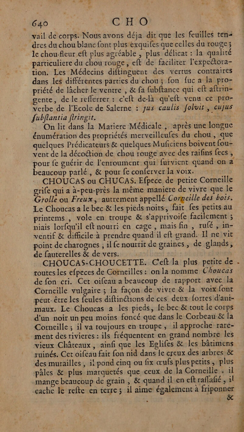 vail de corps. Nous avons déja dit que les feuilles ten< dres du chou blanc font plus exquifes que celles du rouge; le chou-fleur eft plus agréable , plus délicat : la qualité particuliere du chou rouge, eft de faciliter l'expectora- tion. Les Médecins diftinguent des vertus contraires dans les différentes parties du chou; fon fuc a la pro- priété de lâcher le ventre , & fa fubftance qui eft aftrin- gente, de le refferrer : c'eft de-là -qu'eft venu ce pro- verbe de l'Ecole de Salerne : jus caulis foluit, cujus fubflantia flringrt. a . On lit dans la Matiere Médicale , après une longue énumération des propriétés merveilleufes du chou, que quelques Prédicateurs & quelques Muficiens boivent fou- vent de la décoétion de. chou rouge avec des raïfins fecs , pour fe guérir de l'enroument qui furvient quand on a beaucoup parlé, & pour fe conferver la voix. CHOUCAS ou CHUCAS. Efpece de petite Corneille grife qui a à-peu-près la même maniere de vivre que le Grolle ou Freux, autrement appellé Corgeille des bots. Le Choucas a le bec & les pieds noirs, fait fes petits au printems , vole en troupe & s’'apprivoife facilement ; niais lorfqu'il eft nourri en cage , maisfin , rufé , in- ventif & difficile à prendre quand il eft grand. Il ne vit point de charognes , il fe nourrit de graines, de glands, de fauterelles & de vers. | | CHOUCAS-CHOUCETTE. C'eft la plus petite de toutes les efpeces de Corneilles: on la nomme CAoucas de fon cri. Cet oifeau a beaucoup de rapport avec la Corneille vulgaire ; la façon de vivre & la voix font peut-être les feules diftinétions de ces deux: fortes d'ani- maux. Le Choucas a les pieds, fe bec & tout le corps d'un noir un peu moins foncé que dans le Corbeau & la Corneille ; il va toujours en troupe, il approche rare- ment des rivieres : ils fréquentent en grand nombre les vieux Châteaux, ainfi que les Eolifes & les bâtimens ruinés. Cet oifeau fait fon nid dans le creux des arbres &c des murailles, i! pond cinq ou fix œufs plus petits, plus pâles & plus marquetés que ceux de la Corneille , il mange beaucoup de grain , & quand il en eft raffafié , il cache le refte en terre 3 il aime également à friponner êc