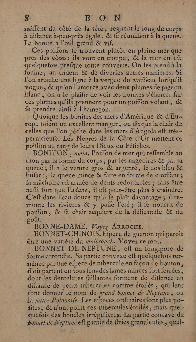 Li 8 B O N naiflent du côté de la tête, regnent le long du corps à diftance à-peu-près égale, &amp; fe réuniifent à la queue. La bonite a l'œil grand &amp; vif. | . Ces poifions fe trouvent plutôt en pleine mer que près des côtes: ils vont en troupe, &amp;t la mér en eft quelquefois prefque toute couverte. On les prend à la fouine, au trident &amp; de diverfes autres manieres. Si l’on attache une ligne à la vergue du vaiffleau lorfqu'il vogue, &amp; qu'on l’amorce avec deux plumes de pigeon blanc, on a le plaifir de voir les bonites s’élancer fur ces plumes qu'ils prennent pour un porflon volant, &amp;. fe prendre ainfi à l’hamecon. Quoique les bonites des mers d'Amérique &amp; d’Eu- rope foient un excellent manger, on dit que la chair de celles que lon pêche dans les mers d’Angola eft très- pernicieufe. Les Negres de la Côte d'Or mettent ce poiffon au rang de leurs Dieux ou Fétiches. BONITON , amia. Poiffon de mer qui refflemble au thon par la forme du corps, par les nageoires &amp; par la queue ; il a le ventre gros &amp; argenté, le dos bleu &amp; luifant, la queue mince &amp; faite en forme de croïflant ; fa mâchoire eft armée de dents redoutables ; fans être auffi fort que l’adane, il eft peut-être plus à craindre. C’eft dans l’eau douce qu'il fe plait davantage ; il re- monte les rivieres &amp; y paile l'été ; il fe nourrit de poiflon , &amp; fa chair acquiert de la délicatefle &amp; du out. | . BONNE-DAME. Voyez ARROCHE. BONNET-CHINOÏS. Efpece de guenon qui paroît être une variété du malbrouck. Voyez ce mot. . BONNET DE NEPTUNE, eft un fongipore de forme-arrondie. Sa partie convexe eft quelquefois ter- minée par une efpece de tubercule en facon de bouton, d’où partent en tous fens des lames minces fort ferrées, dont-les dentelures faillantes forment de diftance en diftance de petits tubercules comme étoilés | qui leur font donner le nom de grand bonnet de Neptune ; ou la mitre Polonoife. Les efpeces ordinaires font plus pe- tites, &amp;c n’ont point ces tubercules étoilés, mais quel- _quefois des boucles irrégulieres. La partie concave du donnet de Neptune eft garnie de ftries granuleufes , quel-