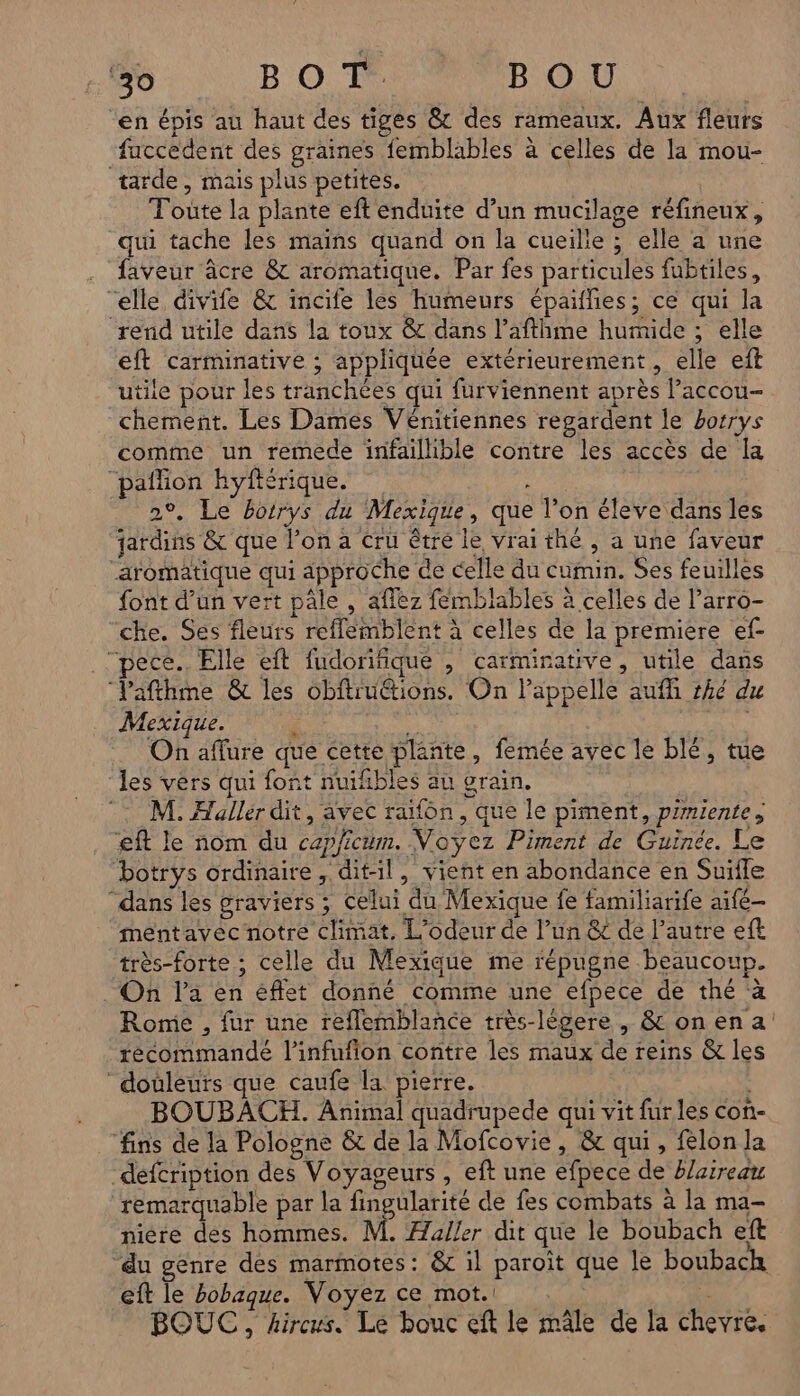 ‘30 B O T- BOU “en épis au haut des tiges @&amp; des rameaux. Aux fleurs faccedent des graines femblables à celles de la mou- tarde, mais plus petites. Toute la plante eft enduite d’un mucilage réfineux, qui tache les mains quand on la cueilie ; elle a une faveur âcre &amp; aromatique. Par fes particules fubtiles, “elle, divife &amp; incife les humeurs épaiflies; ce qui la rend utile dans la toux &amp; dans l’afthme humide ; elle eft carminative ; appliquée extérieurement, elle eft . utile pour les tranchées qui furviennent après l’accou- chement. Les Dames Vénitiennes regardent le borrys comme un remede infaillible contre les accès de Ia “pañlion hyférique. rs. 2°. Le botrys du Mexique, que l’on éleve dans les jardins &amp; que l’on à Cru être le vrai thé , a une faveur “aromatique qui approche de celle du cumin. Ses feuilles font d'un vert pâle , aflez fémblables à celles de l’arro- che. Ses fleurs reflemblent à celles de la premiere ef- _‘pece. Elle eft fudoriñique , carmirative, utile dans ‘Vafthme &amp; les obftruétions. On lappelle aufh #hé du Mexique. ; Va On aflure que cette plante, femée avec le blé, tue les vérs qui font nuifibles au grain. M. Hallér dit, avec rfôn, que le piment, p/miente, eft le nom du cap/icum. Voyez Piment de Guinée. L “botrys ordinaire, dit-il, vient en abondance en Suifle “dans les graviers ; celui du Mexique fe familiarife aifé- mentavec notre climat, L'odeur de l’un &amp;r de l’autre eft très-forte ; celle du Mexique me répugne beaucoup. _ On l'a en éffet donné comme une efpece de thé à Rome , fur une reflemblance très-légere, &amp; onena recommandé l’infufion contre les maux de reins &amp; les ‘douleurs que caufe la pierre. BOUBACEH. Animal quadrupede qui vit fur les con- ‘fins de la Pologne &amp; de la Mofcovie, &amp; qui, felon la defcription des Voyageurs , eft une efpece de #/areau remarquable par la fingularité de fes combats à la ma- niere des hommes. M. Æaller dit que le boubach eft du genre des marmotes: &amp; il paroît que le boubach eft le bobaque. Voyez ce mot. +: BOUC , kircus. Le bouc eft le mâle de la chevre.