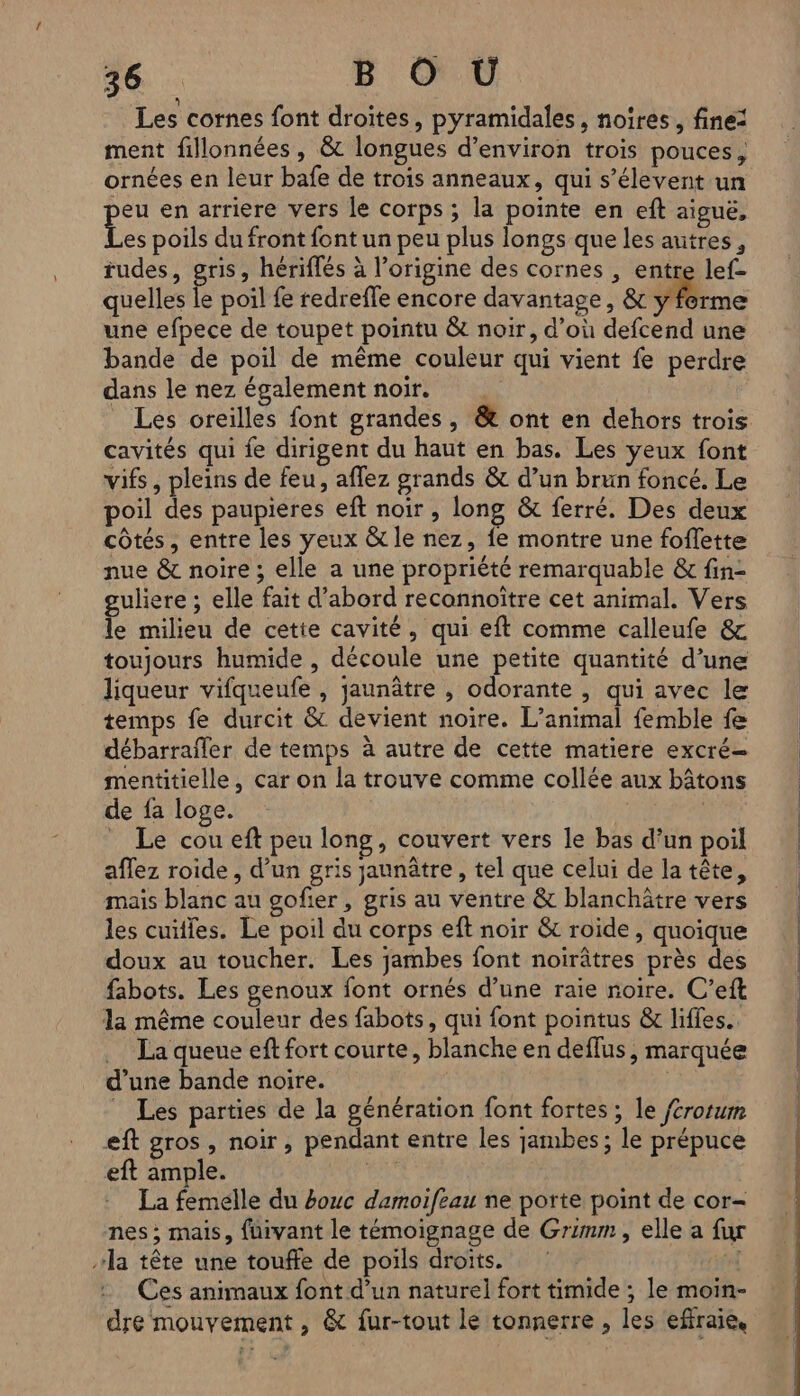 Les cornes font droites, pyramidales, noires, fine: ment fillonnées , &amp; longues d’environ trois pouces, ornées en leur bafe de trois anneaux, qui s’élevent un eu en arriere vers le corps ; la pointe en eft aiguë, Fe poils du front font un peu plus longs que les autres, rudes, gris, hériflés à l’origine des cornes , entre lef- quelles le poil fe redrefle encore davantage, &amp; y forme une efpece de toupet pointu &amp; noir, d’où defcend une bande de poil de même couleur qui vient fe perdre dans le nez également noir. Les oreilles font grandes, &amp; ont en dehors trois cavités qui fe dirigent du haut en bas. Les yeux font vifs , pleins de feu, aflez grands &amp; d’un brun foncé. Le poil des paupieres eft noir , long &amp; ferré. Des deux côtés, entre les yeux &amp; le nez, fe montre une foffette nue &amp; noire ; elle a une propriété remarquable &amp; fin- guliere ; elle fait d’abord recannoître cet animal. Vers le milieu de cette cavité, qui eft comme calleufe &amp; toujours humide , découle une petite quantité d’une liqueur vifqueufe , jaunâtre , odorante , qui avec le temps fe durcit &amp; devient noire. L'animal femble fe débarrafler de temps à autre de cette matiere excré- mentitielle, car on la trouve comme collée aux bâtons de fa loge. | _ Le cou eft peu long, couvert vers le bas d’un poil aflez roide, d’un gris jaunâtre , tel que celui de la tête, mais blanc au gofier , gris au ventre &amp; blanchäâtre vers les cuïffes. Le poil du corps eft noir &amp; roide, quoique doux au toucher. Les jambes font noirâtres près des fabots. Les genoux font ornés d’une raie noire. C’eft la même couleur des fabots, qui font pointus &amp;r liffes.. .… La queue eft fort courte, blanche en deffus, marquée d’une bande noire. Les parties de la génération font fortes ; le fcrosum eft gros , noir, pendant entre les jambes; le prépuce eft ample. | La femelle du #ouc damoifeau ne porte point de cor- nes ; mais, fuivant le témoignage de Grimm, elle a fur la tête une touffe de poils droits. ‘£ Ces animaux font d’un naturel fort timide ; le moin- dre mouvement , &amp; fur-tout le tonnerre , les effraie,