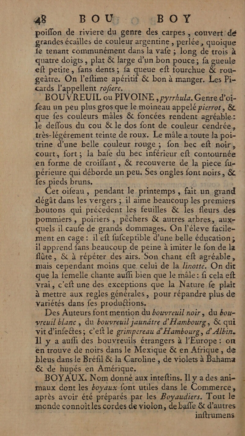 poiffon de riviere du genre des carpes , convert: dé grandes écailles de couleur argentine, perlée, quoique {e tenant communément dans la vafe ; long de trois à quatre doigts, plat &amp; large d’un bon pouce; fa gueule eft petite, fans dents; fa queue eft fourchue &amp; rou- geâtre. On l’eftime apéritif &amp; bon à manger. Les Pi- cards l’appellent rofiere. li : BOUVREUIL ou PIVOINE ,, pyrrhula. Genre d’oi- feau un peu plus gros que le moineau appelé pierrot, &amp; que fes couleurs mâles &amp; foncées rendent agréable: le deffous du cou &amp; le dos font de couleur cendrée, très-légérement teinte de roux. Le mâle a toute la poi- trine d’une belle couleur rouge ; fon bec eft noir, couit, fort; la bafe du bec inférieur eft contournée en forme de croiffant, &amp; recouverte de la piece fu- périeure qui déborde un peu. Ses ongles font noirs, &amp; fes pieds bruns. | Cet oïfeau, pendant le printemps, fait un grand dégât dans les vergers ; il aime beaucoup les premiers boutons qui précedent les feuilles &amp; les fleurs des pommiers, poiriers, pêchers &amp; autres arbres, aux- quels il caufe de grands dommages. On l’éleve facile- ment en cage : il eft fufceptible d’une belle éducation; il apprend fans beaucoup de peine à imiter le fon de la flûte, &amp; à répéter des airs. Son chant eft agréable, mais cependant moins que. celui de la Zzotte. On dit que la femelle chante aufhi bien que le mâle: fi cela eft vrai, c’eft une des exceptions que la Nature fe plaît à mettre aux regles générales, pour répandre plus de variétés dans fes produétions. Des Auteurs font mention du bouvreuil noir, du bou- vreuil blanc, du bouvreuil jaunätre d'Hambourg, &amp; qui vit d'infettes; c’eft le grimpereau d'Hambourg, d Albin. Il y a auffi des bouvreuils étrangers à l'Europe : on en trouve de noirs dans le Mexique &amp; en Afrique, de bleus dans le Bréfil &amp; la Caroline, de violets à Bahama &amp; de hupés en Amérique. BOYAUX. Nom donné aux inteftins. Il y a des ani maux dont les boyaux font utiles dans le Commerce, après avoir été préparés par les Boyaudiers. Tout le monde connoîtles cordes de violon, de bafle &amp; d’autres ab inftrumens