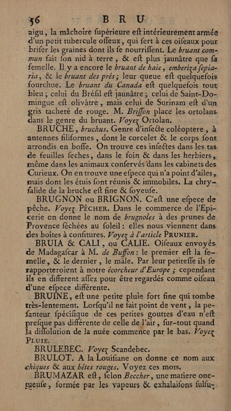 Né 12 à BORA aigu, la mâchoire fupérieure eft intérieurement armée d’un petit tubercule offeux, qui fert à ces oifeaux pour brifer les graines dont ils fe nourriflent. Le bruant com mmun fait de nid à terre, &amp; eft plus jaunâtre que fa femelle. IL y a encore le bruant de haie, emberiza fepia- ria, 8 le bruant des prés; leur queue eft quelquefois fourchue. Le bruant du Canada eft quelquefois tout bleu; celui du Bréfil eft jaunâtre; celui de Saint-Do- mingue eft olivâtre, mais celui de Surinam eft d’un gris tacheté de rouge. M. Briffon place les ortolans dans le genre du bruant. Voyez Ortolan. BRUCHE, Bruchus. Genre d’infe&amp;te coléoptere , à antennes filiformes , dont le corcelet &amp; le corps font arrondis en bofle. On trouve ces infeétes dans les tas de feuilles feches, dans le foin &amp; dans les herbiers, même dans les animaux confervés dans les cabinets des Curieux. On en trouve une efpece qui n’a point d'ailes, mais dont les étuis font réunis &amp; immobiles. La chry-. falide de la bruche eft fine &amp; foyeufe. BRUGNON ou BRIGNON. C'eft une efpece de pêche. Voyez PÊCHER. Dans le commerce de l'Epi- cerie on donne le nom de brugnoles à des prunes de Provence féchées au foleil: elles nous viennent dans des boites à confitures. Voyez à l’article PRUNIER. . BRUIA &amp; CALI , ou CALIE. Oïfeaux envoyés de Madagafcar à M. de Buffon: le premier eft la fe. melle, &amp; le dernier , le mâle. Par leur petiteffe ils fe rapporteroïient à notre écorcheur d'Europe ; cependant ils en different aflez pour être regardés comme oïfeau d’une efpece différente. . BRUINE,, eft une petite pluie fort fine qui tombe très-lentement. Lorfqu’il ne fait point de vent, la pe- fanteur fpéciñique de ces petites gouttes d’eau n’eft prefque pas différente de celle de l’air, fur-tout quand la HE on de la nuée commence par le bas. Voyez PLUIE. | Fa BRULEBEC. Voyez Scandebec. BRULOT. A la Louifiane on donne ce nom aux chiques &amp; aux bêtes rouges. Voyez ces mots. BRUMAZAR eft, ielon Beccher, une matiere onc- tueufe, formée par les vapeurs &amp; exhalaifons fulfu-