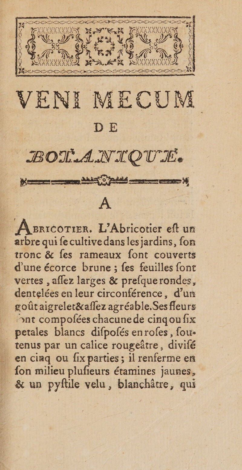 Re 7 BOL.AN TIQUE. A arbre qui fe cultive dans lesjardins, fon vertes , aflez larges &amp; prefquerondes, dentelées en leur circonférence, d’un goûtaigrelet&amp;aflez agréa ble.Sesfleurs nt compolées chacunede cinqou fix tenus par un calice rougeûtre, divifé _ on milieu plufieurs étamines jaunes, &amp; un Fri velu, blanchätre, qui