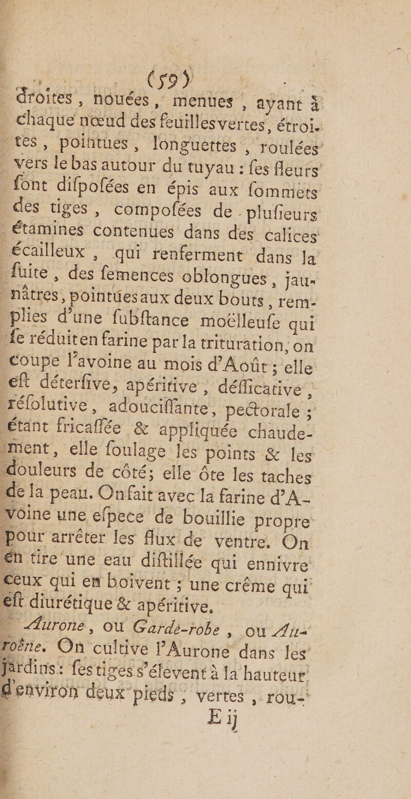 ER se : _ droites, nouées , menues , ayant à . chaque nœud des feuillesvertes, étroi. | tes, poihtues, longuerttes , roulées _ vers le bas autour du tuyau : fes fleurs _ font difpofées en épis aux fommièts des tiges, compofées de -plufieurs - Étamines contenues dans des éalices écailleux , qui renferment dans la füite, des femences oblongues jau _nâtres, pointues aux deux bouts, rem- plies d’une fubftance moëlleufe qui “fe réduiten farine par la trituration, on coupe l’avoine au mois d’Août ; elle ft déterfive, apéritive , déflicative , rélolutive, adouciffante, pedtorale : étant fricaflée &amp; appliquée chaude- iment, elle foulage les points &amp; les “douleurs de côté; elle Ôte les taches de la peau. Onfait avec la farine d'A - Voine une efpece de bouillie propre Pour arrêter les flux de ventre, On En tire une eau diflillée qui ennivre Ceux qui en boivent ; une crême qui eft diurétique &amp; apéritive, “ Aurone, où Garde-robe | où Au foère. On cultive P'Aurone dans les’ férdins: fes tiges s’élévent à la hauteur d'environ deux ‘pieds ; vertes , row à | E i Ÿ j ‘4 +  +