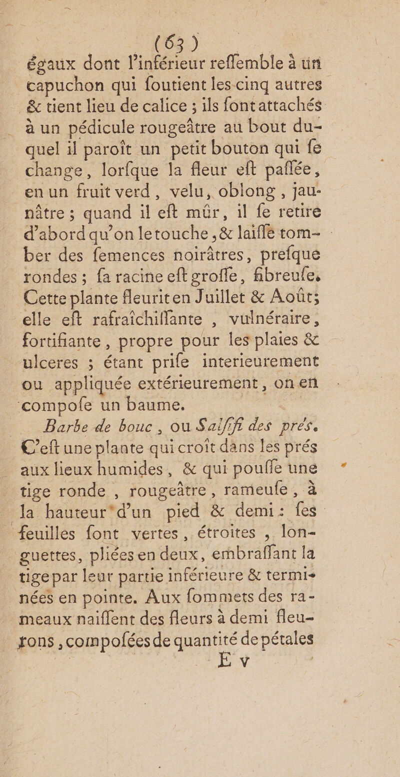 | RD égaux dont l'intérieur refflemble à ür capuchon qui foutient les cinq autres &amp; tient lieu de calice ; ils fontattachés à un pédicule rougeâtre au bout du- quel il paroît un petit bouton qui fe change, lorfque la fleur eft pañlée, enun fruit verd, velu, oblong , jau- nâtre ; quand il eft mûr, il fe retire d’abord qu’on letouche ,&amp; laifle tom- : ber des femences noirâtres, prefque rondes ; fa racine eft grofle, fibreufe, Cette plante fleuriten Juillet &amp; Août; elle eft rafraîchillante , vulnéraire, fortifiante, propre pour les plaies &amp; ulceres ; étant prife interieurement ou appliquée extérieurement, on en ‘compofe un baume. _ Barbe de bouc, ou Saifft des pres. C’eft une plante qui croit dans les prés aux lieux humides, &amp; qui pouffe une tige ronde , rougeâtre, rameule , à la hauteur'd’un pied &amp; demi: fes feuilles font vertes, étroites , lon- guettes, pliées en deux, embraffant la tigepar leur partie inférieure &amp; termi- nées en pointe. Aux fommets des ra- meaux naïflent des fleurs à demi fleu- tons , compofées de ue de pétales | | y |