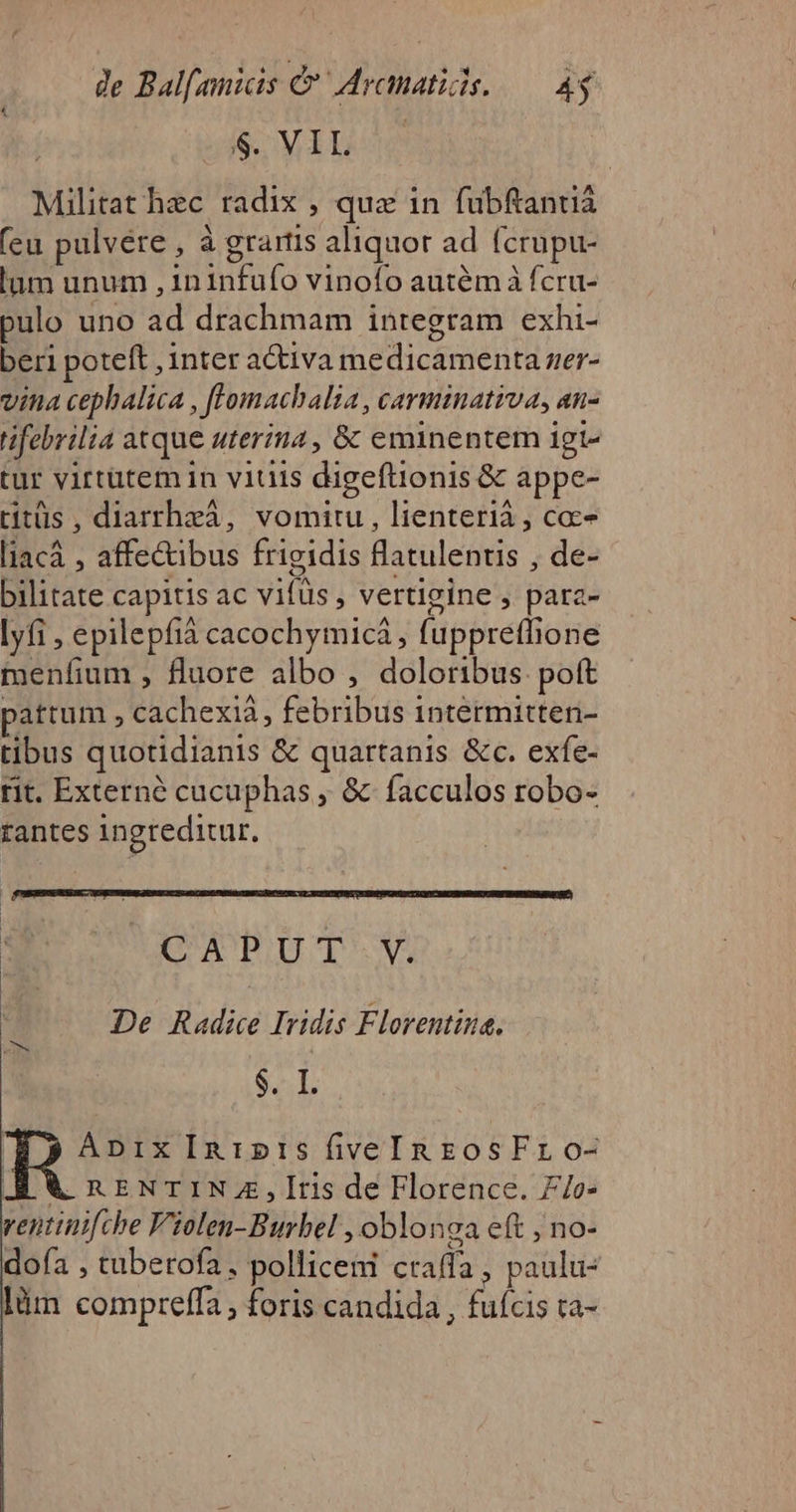 de Balfanicis &amp; Aranatide. — 43 b V Ip Militat hec radix , quz in fubftanuiá (eu pulvere , à grartis aliquor ad (crupu- lum unum , ininfufo vinofo autémà fcru- pulo uno ad drachmam integram exhi- beri poteft , inter activa medicamenta zer- vina cephalica , flomacbalia , carminativa, an- tifebrilia atque uterina , &amp; eminentem igi- tur virtutem in viuis digeftionis &amp; appe- titüs , diarrhzá, vomitu , lienterià , coc liacá , affectibus frigidis flatulentis , de- bilitate capitis ac vifüs , vertigine , para- Iyfi , epilepfià cacochymicá , fuppreflhione menfium , fluore albo , doloribus poft pattum , cachexià , febribus 1ntermitten- tibus quotidianis &amp; quartanis &amp;c. exfe- rit. Externé cucuphas , &amp; facculos robo- rantes ingreditur, CAPUT V. De Radice Iridis Florentina. SL | Apnix Inr1»t15 fiveIn zosFro- AA nENTIN,ItIs de Florence. £/e- ventinifche Violen-Burbel , oblonga eft ; no- doía , taberofa, polliceni craffa , paulu- lüm compreffa , foris candida , fufcis ta-