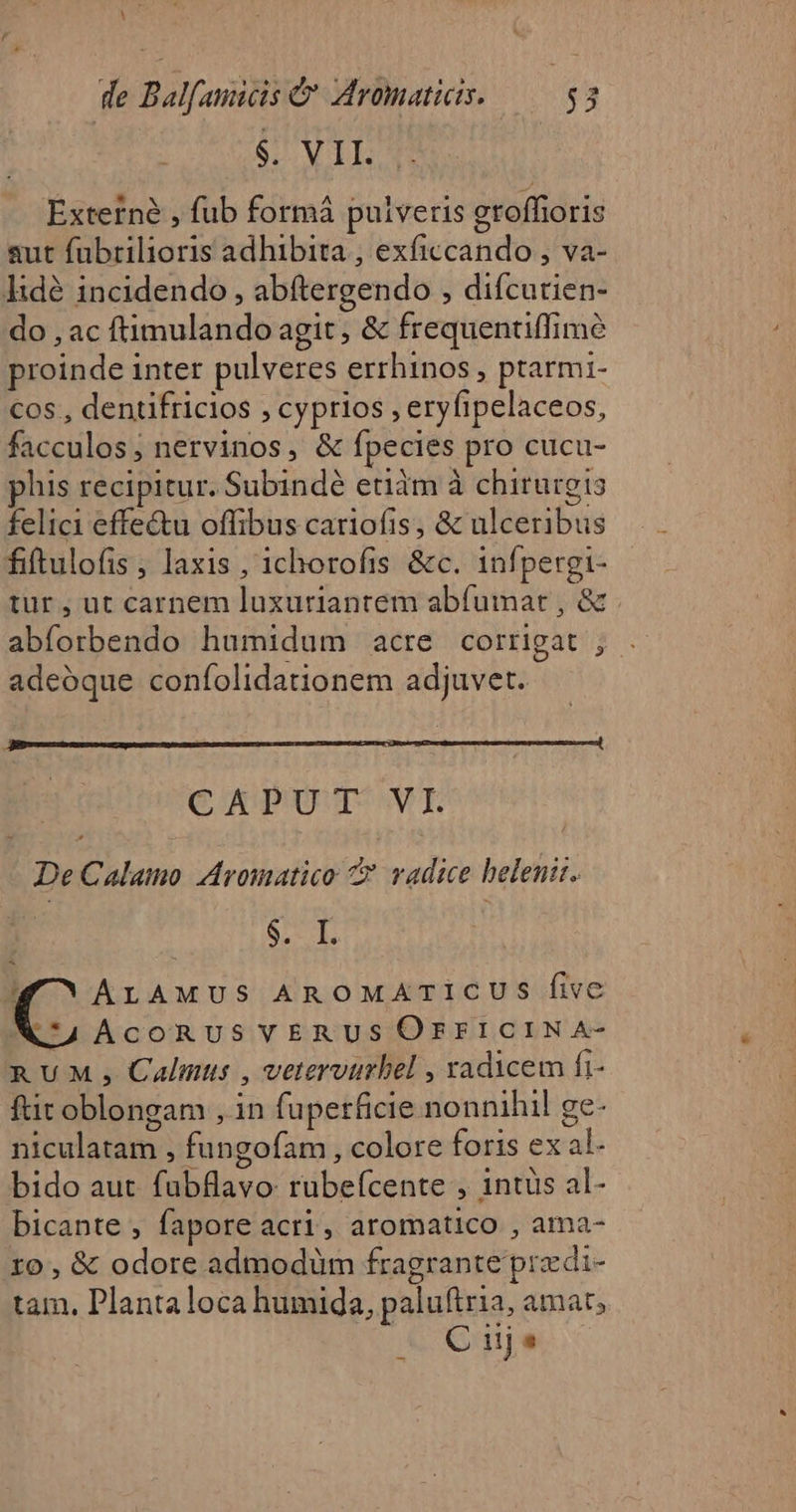 1 - de Balfamicis &amp; Aromatics. | $3 $. VII. Externe , fub formá pulveris groffioris sut fubrilioris adhibita , exficcando , va- lidé incidendo , abftergendo , diícutien- do , ac ftimulando agit; &amp; frequentiffime proinde inter pulveres errhinos , ptarmi- cos , dentifricios , cyprios , eryfipelaceos, facculos; nervinos, &amp; fpecies pro cucu- phis recipitur. Subindé etiàm à chirurgis felici effe&amp;u offibus cariofis, &amp; ulceribus fiftulofis ; laxis , 1chorofis &amp;c. infpergi- tur , ut carnem luxuriantem abfumar , &amp; abforbendo humidum acre corrigat ; adeoque confolidationem adjuvet. CAPUT VI De Calamo Aromatico C? vadice belentz. STE / ALAMUS AROMATICUS five N.4AÀcoRusVERUS OFFICINA- RUM , Calmus , vetervurbel , radicem fi- ftit oblongam , in fuperficie nonnihil ge- niculatam , fungofam , colore foris ex al- bido aut fubflavo rubefcente , 1ntus al- bicante , fapore acti, aromatico , ama- ro, &amp; odore admodüm fragrante przdi- tam. Plantaloca humida, paluftria, amat; C ijs