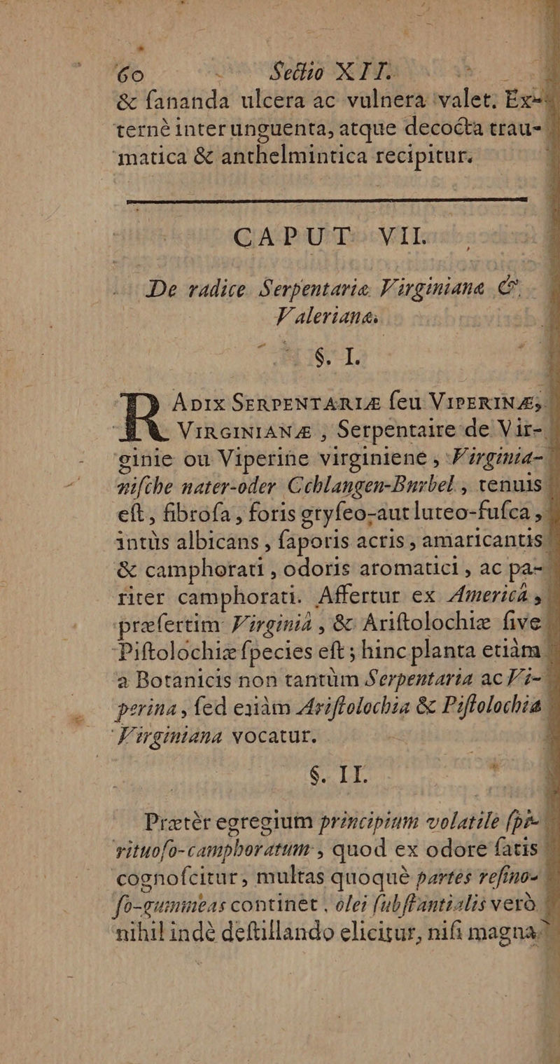 6o USUS eo XE: TERM &amp; fananda ulcera ac vulnera valet; Ex-* terné interunguenta, atque decocta trau- | matica &amp; anthelmintica recipitur. 5 CAPUT. VII. De radice. Serpentaria. Virginiana C. F'Alerianes - i P E. B3 281 T. j : | ADIX SERPENTARLE feu VIPERINAS. VIRGINIANAE , Serpentaire de Vir- | ginie ou Viperine virginiene , Firgimia- ' qifihe nater-oder. Ccblangen-Bnrbel , venus | eft, fibrofa, foris gryfeo-aut luteo-fufca ,. intüs albicans , faporis actis; amaricantis | &amp; camphorati , odoris aromatici , ac pa- riter camphorati. Affertur ex America y) praefertim: Virginia , &amp; Anftolochie five Piftolochiz fpecies eft ; hinc planta etiàm | a Botanicis non tantüm Serpentaria ac P'i- - perina , fed eaiàm driflolochia &amp; Piffolochia | Firginiana vocatur. | 3 $. II. * Prztér egregium principium volatile (pro vituofo- campboratum:, quod ex odore fatis | cognofcitur, multas quoque partés refinos 0-gumineas continet , olei (ubffantialis verà v nihil indé deftillando elicitur, nifi magna 34