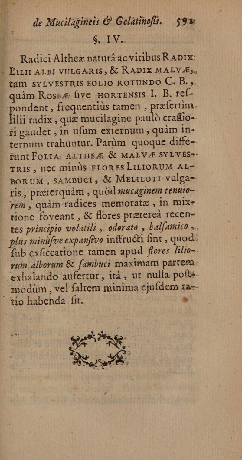 $. IV. | Radici Althez naturá ac vitibusR Aprx: tam SYLVESTRIS FOLIO ROTUNDO C. B. ,. quàm Rosre five nonrENsis I. B. reí- ilii radix , que mucilagine pauló craffio- ii gaudet , in ufum externum , quàm in- ternum trahuntur. Parüm quoque diffe-- funtForrA. ALTHEJ&amp; &amp; MALVUE SYLVES«- TRIS, nec minüs FLORES LILIORUM AL-- BORUM, SAMBUCI , &amp; MiErirori vulga- tis, preterquàm , quód ueaginem tenuto- TE , quàm radices memoratz ,in mlxe tione foveant , &amp; flores pratereà recen- tes principio volatili ,. oderato , bal(amico ».. plus minüfveexpanffvo inftruct fint , quod: fub exficcatione tamen apud fleres /iiio-- zum alborum &amp; fambuci maximam partem. exhalando aufertur, ità , ut nulla pof£«. modüm , vel faltem minima ejufdem ra--  [-»  E oui x