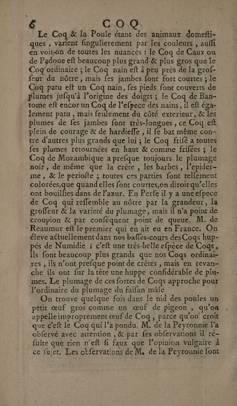 \ COQ | Le Coq &amp; {a Poule étant des animaux domefti- ques , varient fingulierement par les couleurs , aufi en voit-on de toutes les nuances : le Coq de Caux ou de Padoue eft beaucoup plus grand &amp; plus gros que le Cog'ordinaire ; le Coq nain eft à peu près de la grof- feur du nôtré, mais bi jambes font fort courtes ; le Coq patu eft un Coq nain, fes pieds font couverts de plumes jufqu'à l’origine des doigts ; Le Coq de Ban- tome eft encor un Coq de l’efpece des nains, il eft éga- lement patu , mais feulement du côté exterieur, &amp; les plumes de fes jambes font très-longues , ce Coq eft plein de courage &amp; de hardieffe , il fe bat même con- tre d’autres plus grands que lui ; le Coq frifé a toutes fes plumes retournées en haut &amp; comme frifées ; le Coq de Mozambique a prefque toujours le plumage noir, de même que la crête , les barbes , l’epider- me, &amp; le périofte ; toutes ces parties font tellement colorées,que quandelles font courtes,on diroit qu’elles ont bouillies dans de Pazur. En Perfe il y a uneefpece de Coq qui reffemble au nôtre par la grandeur, la grofleur &amp; la varicté du plumage, mais il n’a point de croupion &amp; par conféquent point de queue. M. de :Reaumur eft le premier qui en ait eu en France. On éleve aétuellement dans nos baffes-cours desCogs hup- pés de Numidie ; c’eft une très-belle efpèce de Cogs, ils font beaucoup plus grands que nos Cogs ordinai- res , ils n’ont prefque point de crêtes , mais en revan- che ils ont fur la tête une huppe confidérable de plu- mes. Le plumage de ces fortes de Cogqs approche pour l'ordinaire du plumage du faifan mâle On trouve quelque fois dans le nid des poules un petit œuf gros comme un œuf de pigeon , qu'on appelle improprement œuf de Coq, parce qu’on’ croit que c'eft le Coq qui l’a pondu. M. de fa Peyronnie l'a obfervé avec attention , &amp; par fes obfervations il ré- {ulte que rien n'eft fi faux que l’opinion vulgaire à