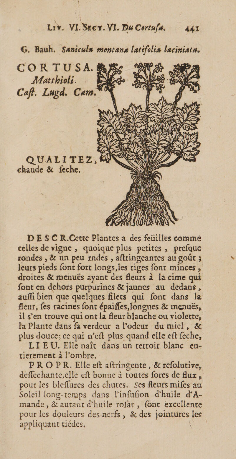 | Liv. VL Srcr. VI. Du Certufa. 441 G. Bauh. Saniculn montana latifolia laciniata. Matibioli. … Es. Cafi. Lugd. Can. QUALITEZ,4@ chaude &amp; feche, DE $ C R.Cette Plantes a des feuilles comme celles de vigne , quoique plus petites , prefque rondes , &amp; un peu rndes , aftringeantes au goût ; leurs pieds font fort longs,les tiges font minces, droites &amp; menuës ayant des fleurs à la cime qui font en dehors purpurines &amp; jaunes au dedans, auffi bien que quelques filets qui font dans la fleur, fes racines font épaiffes longues &amp; menuës, il s'en trouve qui ont la fleur blanche ou violette, Ja Plante dans fa verdeur a l'odeur du miel, &amp; plus douce; ce qui n’eft plus quand elle eft feche, LI EU. Elle naît dans un terroir blanc en- tierement à l’ombre. PRO PR. Elle eft aftringente, &amp; refolutive, deffechante,elle eft bonne à toutes fores de flux, pour les bleffures des chutes. Ses fleurs mifes au Soleil long-temps dans l’infufion d’huile d'A- mande, &amp; autant d'huile rofat , font excellente pour les douleurs des nerfs, &amp; des jointures les appliquant tiédes, Hate