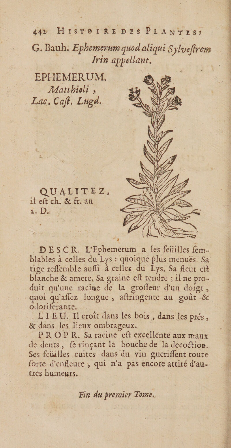G. Bauh. Ephemerum quod aliqui Sylueftrem rin appellant. EPHEMERUM. Matthieli ; Lac, Caff. Lugd. QUALITEZ, il eft ch. &amp; fr. au à, Da Le BES CR. L'Ephemerum a les fctilles fem- tige refflemble auffi à celles du Lys. Sa fleur eft blanche &amp; amere. Sa graine eft tendre ; il ne pro- duit qu'une racisme de la grofleur d’un doigt, odoriferante. LIEU. Il croît dans les bois , dans les prés, &amp; dans les lieux ombrageux. PROPR. Sa racine eft excellente aux maux de dents, fe rinçant la bouche de la decottios. Ses feuilles cuites dans du vin gucriflent toute forte d'enfleure , qui n'a pas encore attiré d’au- tres humeurs. Fin du premier Tome.