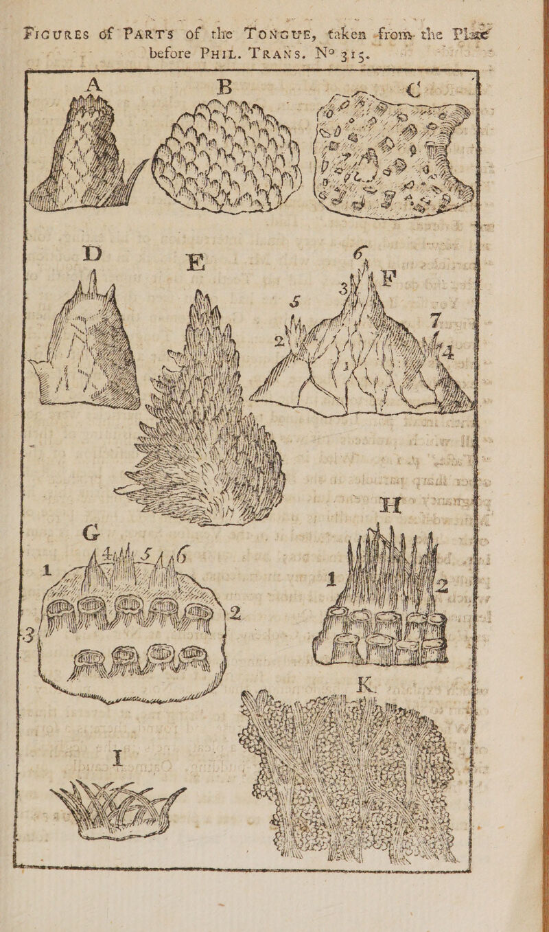 Ficures of Parts of the Toncus, taken from the Plat Ue before Port. Trans. No 3is. ce an MANES
