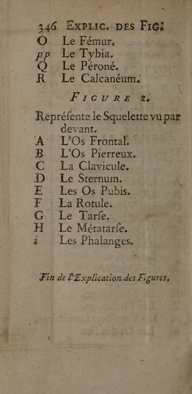CLOoOMmE os — _ O. Le Fémur, pp Le Tybia. Q Le Péroné. R Le Calcanéum. FIGURE 2. Repréfente le Squelette vu par devant. 18 ar: L’Os Frontal. L’'Os Pierreux. La Clavicule. Le Sternum. Les Os Pubis. La Rotule. Le Tarte, Le Métatarfe, Les Phalanges. Fin de Explication des Figures,