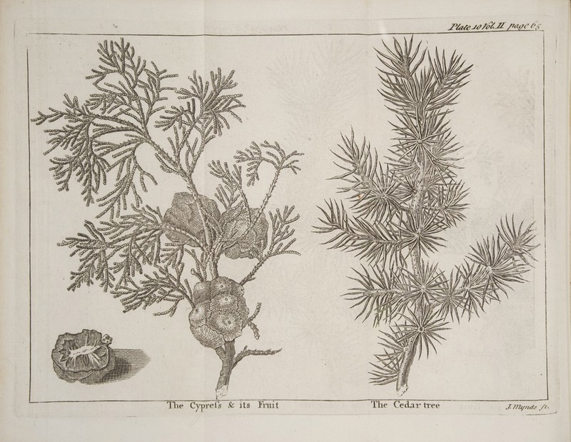 a le et a + s« act » - ~~ = - JS Mlynde St ] Plate LOL page FE, Ce D réanenree The Cedar tree Sas AO €} = v2 — DE ms @ Q jé “4 D. Cp à V5 sa) ty CPR CA Dosey CECA e ial OL SV) eer Wye GU fit ay) OPEN #, 4 a € eb + (2 + * € (1 « 6 0 2 2 #, *. v ‘a (2 a € ? cd a ; ~~ (2 vez we 3 MO; LA) pos OP _ The Cypre | 3.47 FO are i ti PPPOE Ft ALO £ D à iy 47 PA iG Gy Faeceey CH, 0, “te ». 7) D » ga mac EE De 4 ML de Le eke 7 ; Bin UE Pi OU 4 (9 ben. “Go re eee