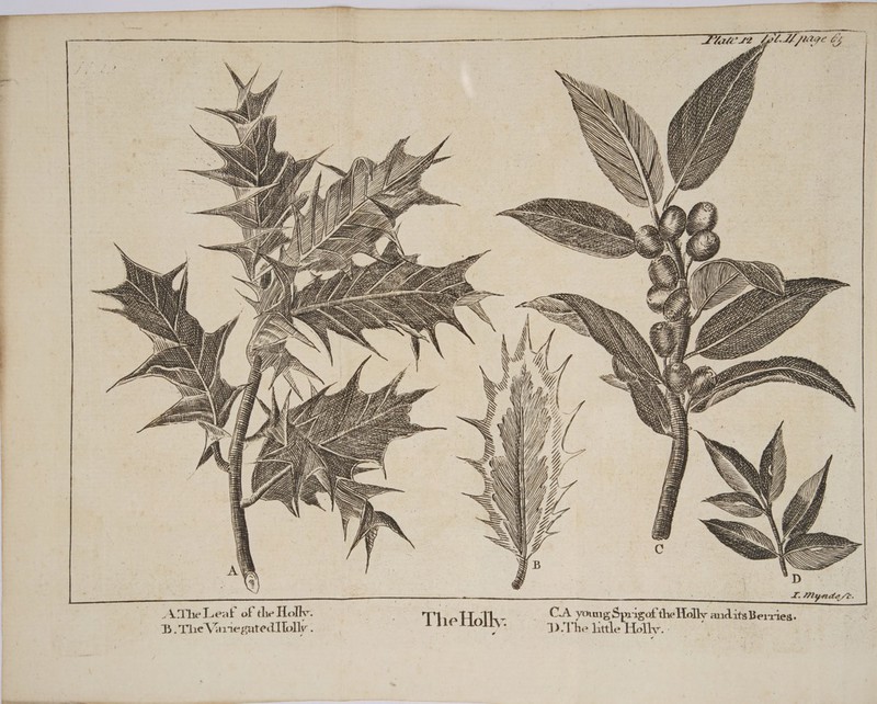 f Wy i Zi ZY Z à : a ers , ss As 3 PFS SST , 14 fay . ERAN \ LIL LL 4 = A LÉ no nla 4 (1 CI FI ) 0 { 4 ae a Seri Oy | ii AThe Leaf of the Holly CA young Sprig of the Holly and.its Berries. =a D The Va 116 gated Holly . | J 1) The little He