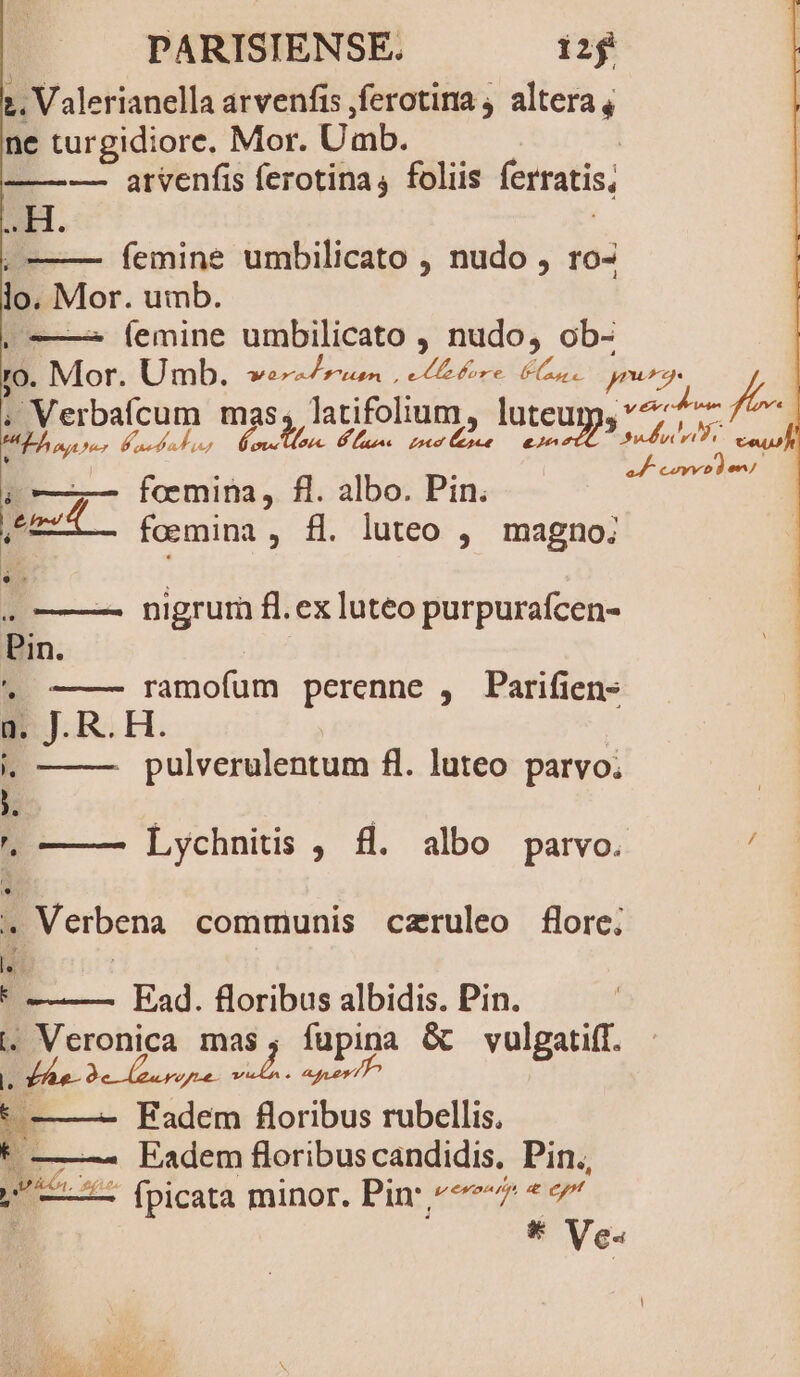 ;. Valerianella arvenfis ferotina ; altera , ne turgidiore, Mor. Umb. | —— — arvenfis ferotina, foliis ferratis, ii femine umbilicato , nudo , ro- lo. Mor. umb. : femine umbilicato , nudo, ob- c 47». zeo Ce oce o aed M. (7 fo Eu fl. albo. Pin. 8. luteo , magno; 1 nigrum fl.ex luteo purpurafcen- - ramofum perenne , Parifien- n. Al R. H. pulverulentum fl. luteo parvo; . ——— Lychnitis , fl. albo parvo. ^, Verbena communis czruleo flore; le Ead. floribus albidis. Pin. i, Veronica mas; fupipa &amp; vulgatiff. j o! T VEO, uer ——- Fadem eonnis rubellis. ——-- Eadem floribuscandidis. Pin. E ——— (picata minor. Pin ^77 * c E d Ve« 1 Me CV AE en