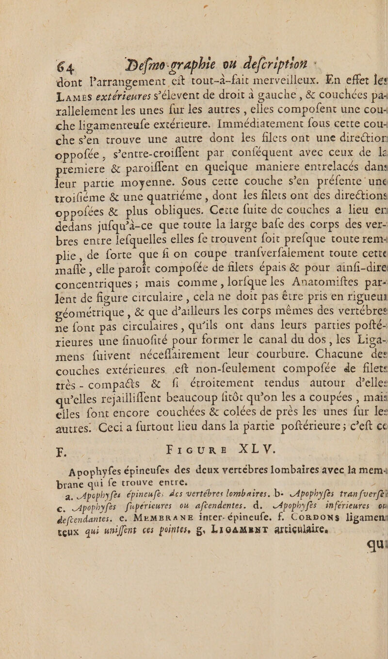 dont Parrangement cit tout-à-fait merveilleux. En effet ley Lames extérieures s’élevent de droit à gauche , &amp; couchées pa« rallelement les unes fur les autres , elles compofent une cou: che ligamenreufe extérieure. Immédiatement fous cette cou: che s’en trouve une autre dont les filets ont une direction oppofée, s’entre-croiflent par coníéquent avec ceux de le premiere &amp; paroiffent en quelque maniere entrelacés dans leur partie moyenne. Sous cette couche s'en préfente une troifiéme &amp; une quatriéme , dont les filets ont des directions oppoíées &amp; plus obliques. Cette fuite de couches a lieu en dedans jufqu'à-ce que coute la large bafe des corps des ver- bres entire lefquelles elles fe trouvent foit prefque toute rem plie, de forte que fi on coupe tranfverfalement toute cette mafle , elle paroit compolée de filets épais &amp; pour ainfi-dire concentriques ; mais comme , lorfque les Anatomiftes par- lent de figure circulaire, cela ne doit pas être pris en rigueur géométrique , &amp; que d’ailleurs les corps mêmes des vertébres ne font pas circulaires , qu'ils ont dans leurs parties pofté- rieures une finuofité pour former le canal du dos, les Liga- mens fuivent néceflairement leur courbure. Chacune des couches extérieures ,eft non-feulement compofée de filets très - compacts &amp; fi étroitement tendus autour d'elle: qu'elles rejailliffent beaucoup fitót qu'on les a coupées , mais elles font encore couchées &amp; colées de prés les unes fur les autres. Ceci a furtout lieu dans Ia parue poftérieure ; C'eft cc F. Fieure XL V. Apophyfes épineufes des deux vertébres lombaires avec la mem: brane qui fe trouve entre. a. Apophyfes épincufe: des vertébres lombaires. b: LApophyfes tran fverfei c. Apophyfès fupérieures ou aftendentes. d.. A4pophyfès inférieures où deftendantes. e. MEMBRANE inter- épineufe. f. ConpoNws ligamen: teux qui wniffént ces pointes, g. LiGamaexT articulaire, qui