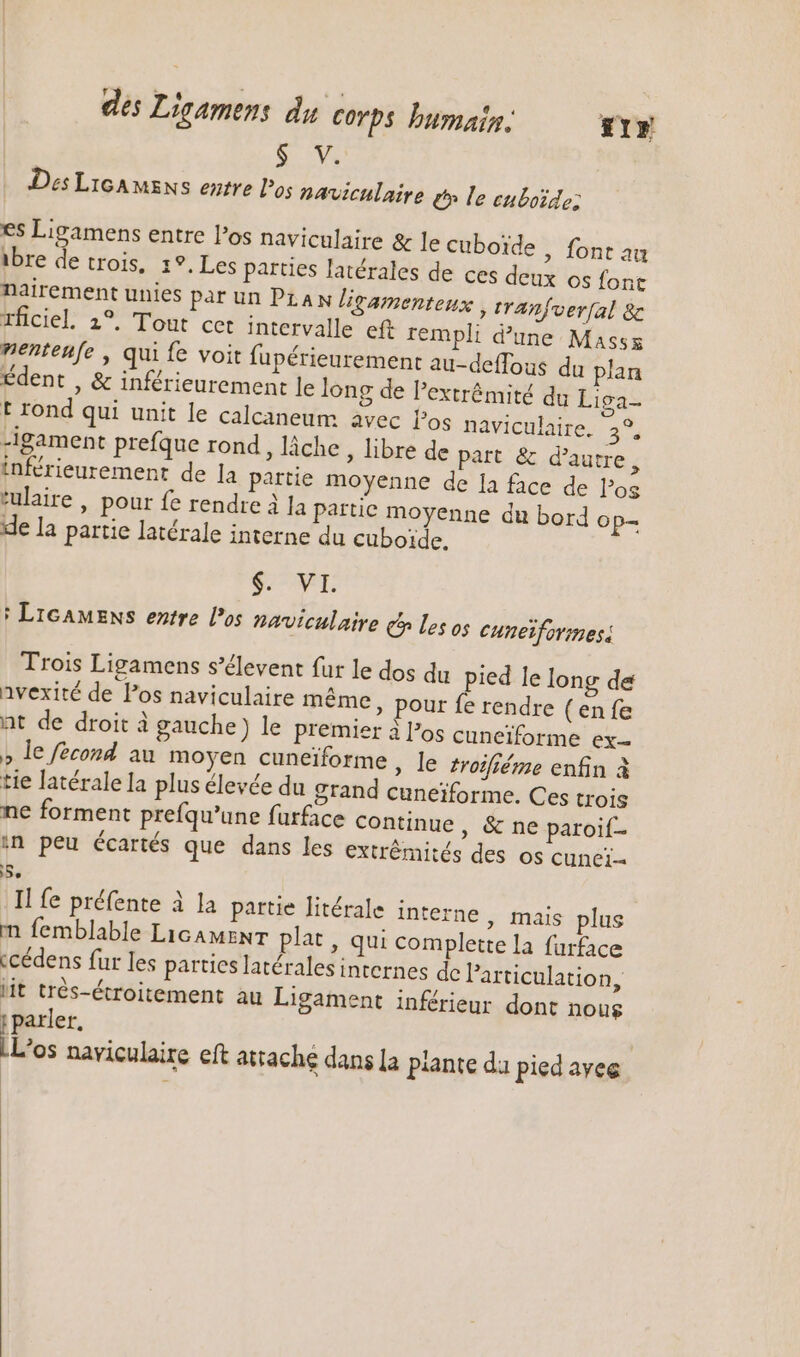 [MA Des LIGAMENS etre Do; naviculaire e» le cuboïde: es Ligamens entre los naviculaire &amp; le cuboide , font au ibre de trois, 1°.Les parties latérales de ces deux os font nairement unies par un PLAN ligamenteux , tranfverfal &amp; rficiel. 2°, Tout cet intervalle eft rempli d’une Masss mentenfe , qui fe voit fupérieurement au-deffous du plan Édent , &amp; inférieurement le long de extrémité du Liga. t rond qui unit le calcaneum avec l'os naviculaire. 3°, -igament prefque rond, lâche, libre de part &amp; d'autre, inférieurement de Ja partie moyenne de la face de los *ulaire , pour fe rendre à la partic moyenne du bord Op de la partie latérale interne du cuboide. $. VL ! LicAMENs entre los naviculaire €» les os cuneiformesi Trois Ligamens s’élevent fur le dos du pied le long de avexité de Pos naviculaire méme, pour fe rendre (en fe nt de droit à gauche) le premier à l'os cuneïforme ex— » le fécond au moyen cuneiforme » le troifiéme enfin à tie latérale la plus élevée du grand cuneiforme. Ces trois ne forment prefqu’une furface continue , &amp; ne paroif- in peu écartés que dans les extrémités des os cunei- 5. Il fe préfente à la partie litérale interne, mais plus m femblable LicAMENT plat , qui complette la furface «cédens fur les parties latérales internes de l'articulation, lit trés-étroitement au Ligament inférieur dont nous | a L'os naviculaire eft attache dans [a piante da pied avec