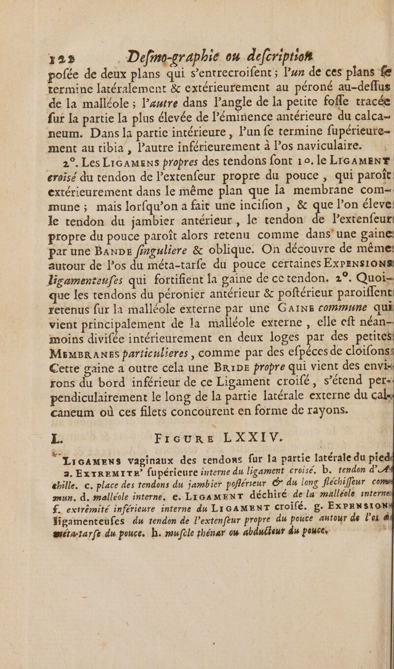 pofée de deux plans qui s’entrecroifent ; l’un de ces plans fe termine latéralement &amp; extérieurement au péroné au-deffus de la malléole ; l’autre dans l'angle de la petite foffe tracée fuf la partie la plus élevée de l'éminence antérieure du calca- neum. Dans la partic intérieure, l'un fe termine fupérieute- ment au tibia , autre inférieurement à l'os naviculaire. — , —— 2°. Les Licamens propres des tendons font 1o. le LIGAMENT eraïsé du tendon de l'extenfeur propre du pouce , qui paroit: extérieurement dans le même plan que la membrane com- mune; mais lorfqu’on a fait une incifion , &amp; que l'on éleve: le tendon du jambier antérieur, le tendon de Pextenfeur: propre du pouce paroît alors retenu comme dans'une gaine: par une BanDe fnguliere &amp; oblique. On découvre de méme: autour de Pos du méta-tarfe du pouce certaines ExPENSIONS ligamenzeufes qui fortifient la gaine de ce tendon. 2°. Quoi- que les tendons du péronier antérieur &amp; poftérieur paroitfent: retenus fur la malléole externe par une Garws commune qui vient principalement de la malléole externe , elle cft néan-- moins divifée intérieurement en deux loges par des petites MEMBRANES farticulieres , comme par des efpéces de cloifons: Cette gaine a outre cela une Bnapz propre qui vient des envis rons du bord inférieur de ce Ligament croifé, s'étend per. pendiculairement le long de la partie latérale externe du cals caneum où ces filets concourent en forme de rayons. L. Pru LXXIV.  LicAxENS vaginaux des tendoms fur la partie latérale du pie a. Ex a EM I Te fupérieure interne du ligament croisé. b. tendon d* &amp;bille, c. place des tendons du jambier poflérieur € du long fléchiffeur co mur. d. malléole interne. e. LicamenT déchiré de la malléole interne £. extrémité inférieure interne du LiGAMENT croifé. g. EXPRNSION: ligamenteufes du tendon de lextenfeur propre du pouce autour de l'es á auéta-tarfe du pouce. h. seufcle thénar ow abduéteut du pouces a