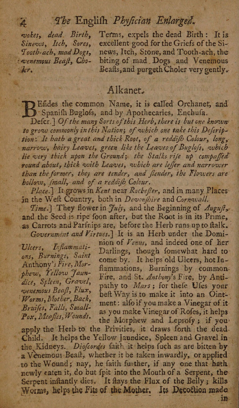 ie Pier wokes, dead. Birth, Terms, expels the dead Birth: It is Sinews, Itch, Sore, excellent good for the Griefs of the Si- Tooth-ach, mad Dogs, news, Itch, Stone, and Tooth-ach, ae ot. - Alkanet. Efides the common Name, it is called Orchanet, and “Spanifh Buglofs, and by Apothecaries, Enchufa. to grow commonly inthis Nation; of which one take this Deferip- ke very thick upon the Ground; the Stalks rife up compaffed’ round about, thick with Leaves, which are leffer and narrower bollaw, fmall, and of a reddife aha, Place.| It.grows in Kent near Rechefer, and in many Places: Time.| They flowerin Ful, and the Beginning of Augu/?,. -and the Seed.is ripe foon after, but the Root is in its Prime, _. Government and Virtwes.| It is an Herb under the Domi- Ul Pda: nion of Vexus, and indeed one of Ker. me zs ce : , Darlings, though fomewhat hard to- ate a os “sett come by. It heips old Ulcers, hot Ia- es eae ig “Fah. flammations, Burnings by common: gt as WS Crick Fire, and St. uthony’s Fire, by Anti- et, Bias re pathy to Mars; for thele Ufes your re sisi Pee eee ment: alfoif you make a Vinegar of it. rs uf 7. W, a, BS you make Vinegar of Rofes, it helps. OX, HALA ES, TF OUNAS, © Morphew and Leprofy ; if you: _apply the Herb-to the Privities, it draws forth the dead. if ss cag heelpethe Fits of she Mother, Ats soataaea) made- ¥ “hh