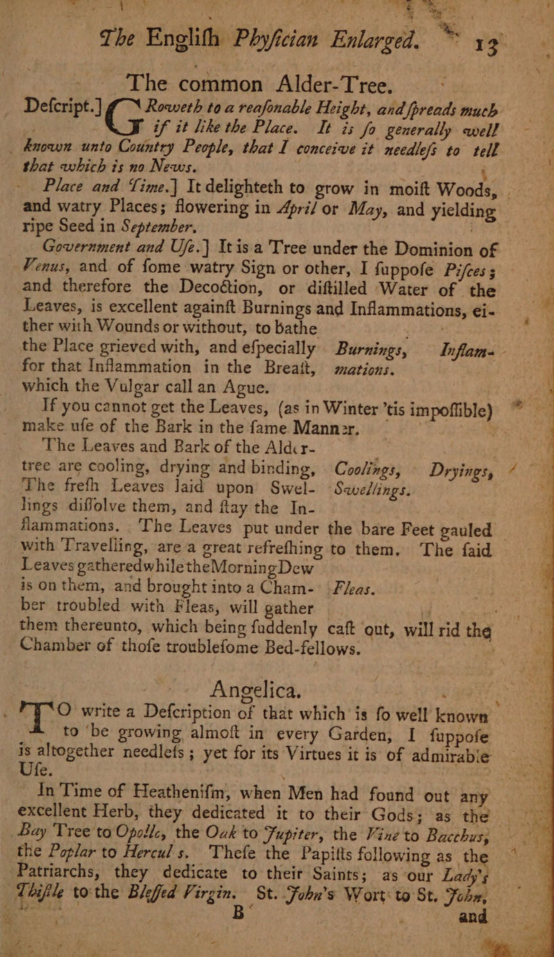 - ‘The common Alder-Tree. Defcript.] iongrieaol: toa reafonable Height, and fpreads much Ree LS if it like the Place. It is fo generally well ~ _ Anon unto Country People, that I conceive it needlefs to tell that which is no News. . a ‘ Place and Time.] It delighteth to grow in moift Woods, | and watry Places; flowering in Apri/ or May, and yielding ripe Seed in September, Government and Ufe.| Itisa Tree under the Dominion of Venus, and of fome watry Sign or other, I fuppofe Pi/ces and therefore the Decoétion, or diftilled Water of the Leaves, is excellent againft Burnings and Inflammations, ei- ther with Wounds or without, to bathe eka | the Place grieved with, and efpecially Burnings, Inflam-— | for that Inflammation in the Breait, mations. | which the Vulgar call an Ague. | If youcannot get the Leaves, (as in Winter ’tis impoflible) make ufe of the Bark in the fame. Mann:r, | | The Leaves and Bark of the Aldcr- ; tree are cooling, drying and binding, Coolings, Dryings, ¢ The frefh Leaves Jaid upon Swel- ‘Swellings. a lings diffolve them, and flay the In- flammations. ‘The Leaves put under the bare Feet gauled with Travelling, are a great refrefhing to them. The faid Leaves gatheredwhiletheMorning Dew is On them, and brought into a Cham- Fleas. ber troubled with Fleas, will gather | _ them thereunto, which being fuddenly caft ‘out, will rid th Chamber of thofe troublefome Bed-fellows. . &amp; _- Angelica, ehh “YO write a Defcription of that which is fo well known 4 to ‘be growing almoft in every Garden, I fuppofe ‘s altogether needlefs ; yet for its Virtues it is of admirabie fe. In Time of Heathenifm, when Men had found out any excellent Herb, they dedicated it to their Gods; as the Bay Tree to Opollc, the Ovk to Fupiter, the Vine to Bacchus, - the Poplar to Hercul s. Thefe the Papifts following as the _ Patriarchs, they dedicate to their Saints; as our Lad ns Thifile tothe Bleffed fk sia St. Fohu’s Wort: to St. Jobe, eine ¥ ' and a . tm : a *, ~ + ae mM i ? igi.