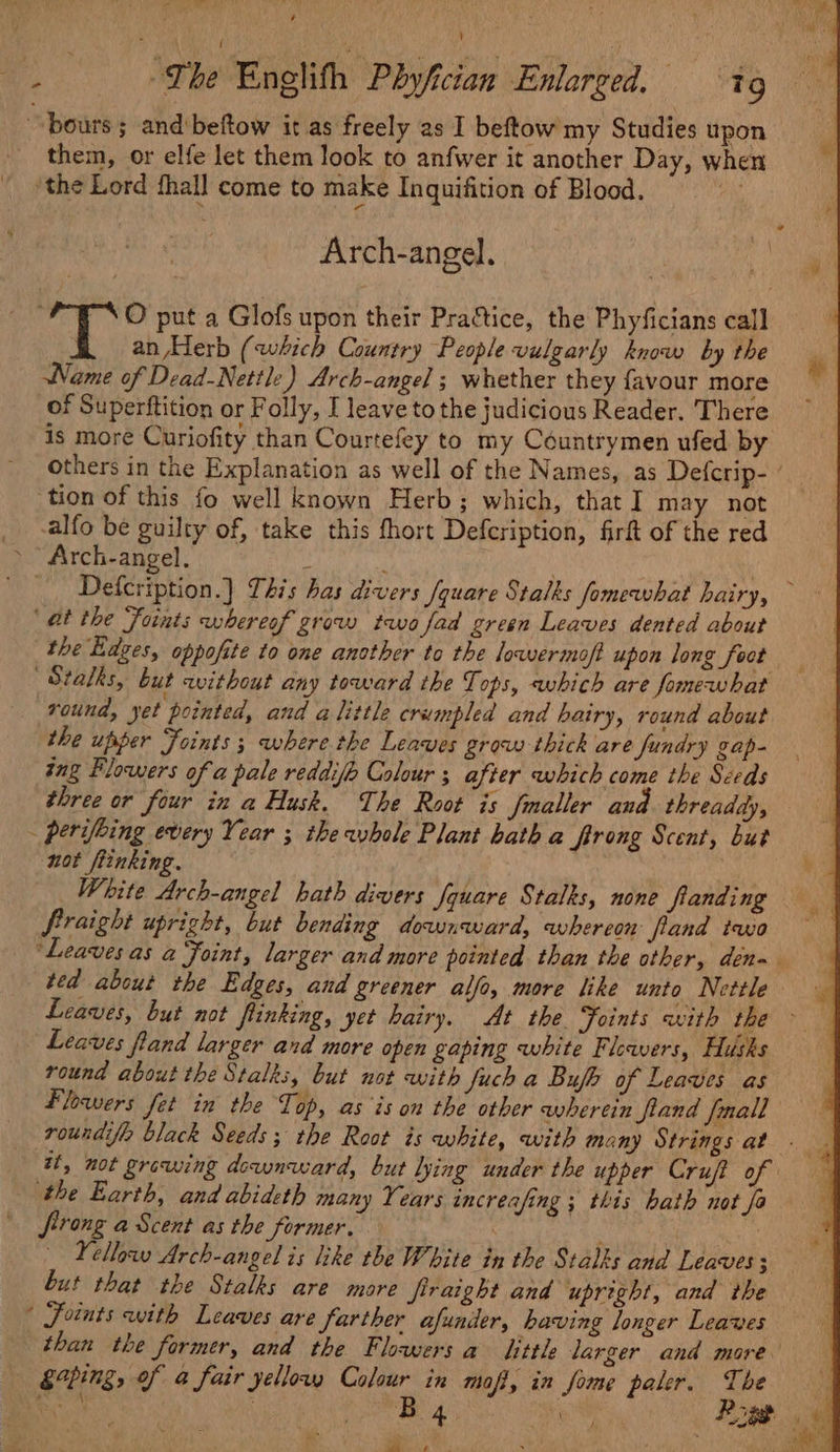 , ¥ ee ‘The Eneglith Phyfician Enlarged. 1 9 “pours ; and'beftow it as freely as I beftow my Studies upon them, or elfe let them look to anfwer it another Day, when ‘the Lord hall come to make Inquifition of Blood. 5 a Arch-angel. : ‘a ® O put a Glofs upon their Pratice, the Phyficians call an Herb (which Country People vulgarly know by the i Name of Dead-Nettle) Arch-angel ; whether they {favour more of Superftition or Folly, I leave tothe judicious Reader. There is more Ouriofity than Courtefey to my Countrymen ufed by others in the Explanation as well of the Names, as Defcrip- ’ tion of this fo well known Herb; which, that I may not _ -alfo be guilty of, take this fhort Defcription, firft of the red &gt; Arch-angel. : i Defcription.] This has divers /quare Stalks fomewhat hairy, — ‘at the Foints whereof grow two fad green Leaves dented about the Edges, oppofite to one another to the lowermof? upon long foot ’ Stalks, but without any toward the Tops, which are fomewhat round, yet pointed, and a little crumpled and hairy, round about the upper Joints; where the Leaves grow thick are fundry gap- ing Flowers of a pale reddijo Colour ; after which come the Seeds three or four in a Husk. The Root is Jmaller and threaddy, - perifeing every Year ; the whole Plant bath a firong Scent, but . not ftinking. ae White Arch-angel hath divers fquare Stalks, none flanding fraight upright, but bending downward, whereon fand two ‘Leaves as a Foint, larger and more pointed than the other, dena. ted about the Edges, and greener allo, more like unto Nettle Leaves, but not flinking, yet hairy, At the Foints with the - Leaves fland larger and more open gaping white Flowers, Husks round about the Stalks, but not with fuch a Bufh of Leawes as Flowers fet in the Top, as is on the other avherein fland [mall roundife black Seeds; the Root is white, with many Strings at. it, not growing downward, but lying under the upper Crujt of the Earth, and abideth many Years increafing ; this hath not fa firong a Scent as the former. — : Yellow Arch-angel is like the White in the Stalks and Leaves; but that the Stalks are more firaight and upright, and the © Foints with Leaves are farther afunder, having longer Leaves than the former, and the Flowers a little larger and more «Sp ing, of 4 fair yellow Colour in maf, in fome paler. The “ge eB we Pige * — ae &gt; o Net, a sie ith