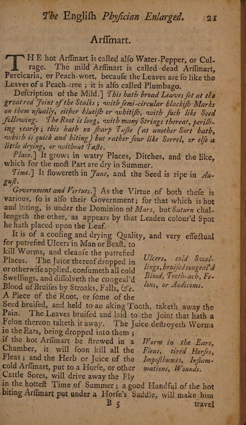 . PR * - een pn The Englith Phyficion Enlarged. 21 Arfimart. T \ FLE hot Arffmart is called alfo Water-Pepper, or Cul- i rage. The mild Arffmart is called dead’ Arfimart, Percicaria, or Peach-wort, becaufe the Leaves are fo like the Leaves of a Peach-iree ; it is alfo called Plumbago, mie Defcription of the Mild.] This bath broad Leaves fet at the — greatred Foint of the Stalks ; with femi-circular blackifhb Marks on them ufually, either blueifh or whitifo, with fuch like Seed Sillowsing. The Root is long, with many Strings thereat, perilo- ing yearly ; this hath xo foarp Tafte (as another Sort hath, which is quick and biting ) but rather four like Sorrel, or elle a little drying, or without Taffe. | ‘ Place.| It grows in watry Places, Ditches, and the like which for the moft Part are dry in Summer. Time.) It flowereth in Fune, and the Seed is ripe in Ay- “fl. / eat nes and Virtues.) As the Virtue of both thefe is various, fo is alfo their Government; for that which is hot and biting, is under the Dominion of Mars, but'Saturn chal- Jengeth the other, as appears by that Leaden colourd Spot he hath placed upon the Leaf. by ? &gt; ' for putrefied Ulcers in Man or Beatt, to kill Worms, and cleanfe the putrefied Places. ‘The Juice'thereof dropped in Wake Radi i, or otherwife applied, confumeth all cold Ri Mi ie ie Swellings, and diflolveth the congeal’d 772% 120/?-ach, Fe- eh ° Sate ~ ons, or Andicoms Blood of Bruifes by Stroaks, Falls, €s’c, ; A Piece of the Root, or fome of the is MS ‘Seed bruifed, and held to an aking ‘Tocth, taketh away the Pain. The Leaves bruifed and laid to the Joint that hath a Felon thereon taketh itaway. The Juice. dettroyech Worms in the Ears, being dropped into them ; Chin Mesa toh WON if the hot Arflmart be flrewed in a Worm in the Ears, Chamber, it will foon kill all the Fleas, tired Horfes, Fleas ; and the Herb or Juice of the Impofthumes, Infiam- cold Arfimart, put toa Horfe, or other mations, Wounds. Cattle Sores, will drive away the Fly | in the hotteft Time of Summer; a good Handful of the hot biting Arflmart put under a Horfe’s Saddle, will make him &amp; 1a travel \ keer. cada Sauahne ‘