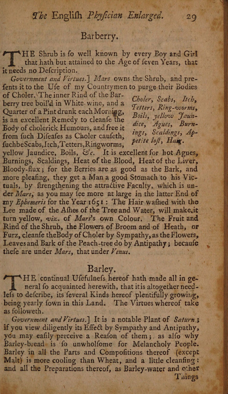 Nee: Me hay: ee a ta ak allt ‘ oy he gi Phyfcin Enlarged. 29° ‘Barberry. HE Sante is fo well known by every Boy and Girt that hath but attained to the Age of feyen Years, that it needs no Defcription. . Government and Virtues.| Mars owns the Shrub, and pre- fents itto the Ufe of my Countrymen to purge. their Bodies of Choler.‘The inner Rind of the Bar- FLO pas ae berry tree boil’d in White. wine, and a mashed pe 2h ie Quarter of a Pint drunk each Mornipg, Boi pie 7) a Yoke is an excellent Remedy to cleanfe the 7. ua 44, oa Ske. Body of cholerick Humours, and free it 4°”? S 8 ee wir from fuch Difeafes as Choler canfeth, 778? ] a hie . fuchbeScabs, Itch, Tetters ,Ringworms, POETRY Soe ae yellow Jaundice, Boils, &amp;c. It is excellent for hot. Aguess Burnings, Scaldings, Heat of the Blood, Heat of the Liver, Bloody-flux; for the Berries are as good as the Bark, and more pleafing, they get a Mana good Stomach to his Vic- tuals, by ftrengthening the attractive F aculty, which is un- der Mars; as you may {ee more at large in the latter End of my Ephemeris for the Year 1651: The Hair,wafhed with the = J Lee made of the Athes of the Tree and Water, will makeit — turn yellow, viz. of Mars’s own Colour. The Fruit and — Rind of the Shrub, the Flowers of Broom and:of Heath, or Furz, cleanfe theBody of Choler by Sympathy, as the Flowers, _Leavesand Bark of the Peach-tree do by Antipathy ; barsens: thefe are under Mars, that under Venus. . Barley. . HE. continual Ufefulnefs, hereof hath made all in ge. neral fo acquainted herewith, that itis altogether need- lefs to defcribe, its feveral Kinds hereof plentifully growing, -being yearly fown in this Land. The Virtues whereof take =» 4 as followeth. Government and Virtues.) Itis a notable Plant of Saturn s 3 if you view diligently its Effect by Sympathy and Antipathy, you may eafily perceive a Reafon of them;. as alfo why Barley-bread» is ‘fo unwholfome for Melancholy People. | Barley in all the Parts and Compofitions thereof (except = Malt) is more cooling than Wheat, and a little cleanfing: ny and all the pepannans thereof, as Barley-water and ochet 5 Ap