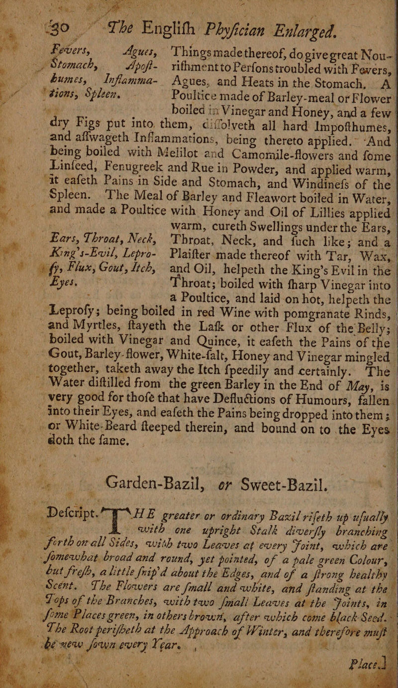 sm ‘ 2. Ti 5 : ‘ ¥ Va : aS Ne § the Pei 30 ~ The Englith Phyfician Enlarged. Fevers, Agues, 'Thingsmadethereof, do givegreat Nou- Stomach, Apoft- _ rifhmentto Perfonstroubled with Fevers, bumes, Inflamma-_ Agues, and Heats in the Stomach, ie “sions, Spleen. Poultice made of Barley-meal or Flower | ‘eit boiled in Vinegar and Honey, and a few dry Figs put into. them, di(olveth all hard Impofthumes, and affwageth Inflammations, being thereto applied.- “And. ‘being boiled with Melilot and Camomile-flowers and fome Linfeed, Fenugreek and Rue in Powder, and applied warm, Mit eafeth Pains in Side and Stomach, and Windinefs of the _ Spleen. The Meal of Barley and Fleawort boiled in Water, _ and made a Poultice with Honey and Oil of Lillies applied ua warm, cureth Swellings under the Ears, _ Ears, Throat, Neck, Throat, Neck, and fuch like; and a King’s-Evil, Lepro- Plaifter.made thereof with Tar, Wax, é 4 i Eyes. hroat; boiled with fharp Vinegar into” ai a Poultice, and laidon hot, helpeth the -Leprofy; being boiled in red Wine with pomgranate Rinds, _and Myrtles, ftayeth the Lafk or other Flux of the Belly; boiled with Vinegar and Quince, it eafeth the Pains of the Gout, Barley. flower, White-falt, Honey and Vinegar mingled together, taketh away the Itch fpeedily and certainly. The Water diftilled from the green Barley in the End of May, is very good for thofé that have Defluétions of Humours, fallen_ _ into their Eyes, and eafeth the Pains being dropped intothem ;_ | doth the fame, | Ht | dl ; “ 1 . . Garden-Bazil, er Sweet-Bazil. rr i ) J a 9 with one upright Stalk diverfly branching | firth onall Sides, with two Leaves at every Foint, which are fomewhat broad and round, yet pointed, of a pale green Colour, but frefh, alittle fuip’d about the Edges, and of a firong healthy fi Ns Lops of the Branches, with tayo fall Leaves at the Joints, in ) P iy