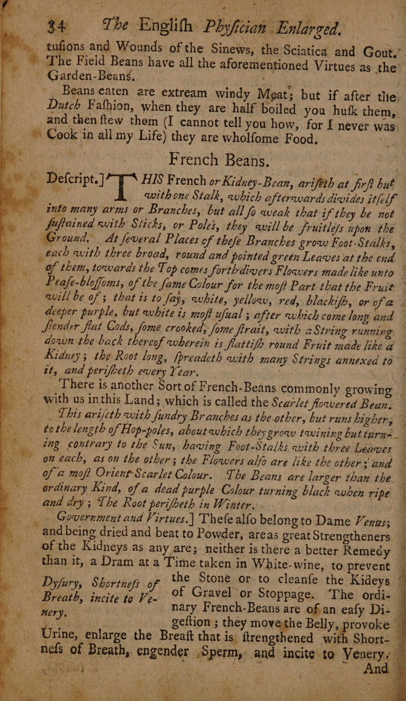 |» tnfions and Wounds of the Sinews, the Sciatica and Gout,” - ‘*. The Field Beans have all the aforementioned Virtues as the’ - Garden-Beang, rere _, Beans eaten are extream windy Meat; but if after the, Dutch Fafhion, when they are half boiled you hufk them, and then ftew them (I cannot tell you how, for [never was © Cook ‘in all my Life) they are wholfome Food. : French Beans. Pia nae HIS French or Kidney-Bean, arifeth at Jirft but eT _ withone Stalk, which afteravards divides itfelf into many arms or Branches, but all fo weak that if they be not — fftained with Sticks, or Poles, they will be fruitle/s upon the Ground. At feveral Places of thefe Branches grow Foot-Stalks, each with three broad, round and pointed green Leaves at the end of them, towards the Top comes Sorthdivers Flowers made like unto —— Peafe-bloffoms, of the fame Colour Sor the moft Part that the Fruit — will be of ; that is to fay, white, yellow, red, blackifp, or ofa. deeper purple, but white is moft ufual ; after which come long and flender flat Cods, fome crooked, Some firait, with 2 String running — | dawn the back thereof wherein is flattifo round Fruit made like a Kidney; the Root long, fpreadeth with many Strings annexed to it, and perifbeth every Year. byes Sh - ‘There is another Sort of French- Beans commonly growing © with us inthis Land; which is called the Scarlet flowered Bean. — . Lhis avifeth with fundry Br anches as the-other, but runs higher; © tothe length of Hop-poles, about which they grow twining but turns dag contrary to the Sun, having Foot-Stalks avith three Leaves — ou each, as on the other; the Floawers alfo are like the others and E of a moft Orient Scarlet Colour. The Beans are larger than the. ordinary Kind, of a dead purple Colour turning black when ripe — and dry; The Root perifbeth in Winter. . a _. Government and Virtues.| Thefealfo belongto Dame Vengs; — and being dried and beat to Powder, areas great Strengtheners _ of the Kidneys as any are; neither is there-a better Remedy ~ than it, a Dram at a Time taken in White-wine, to prevent }  ie ‘es the Stone or to cleanfe the Kideys. y ie ge op gees of Gravel ‘or Stoppage. The ordi- — Bee ace Fk ee. 7 be nary French-Beans are ofan eafy Di- ee a a! __ geftion ; they movetthe Belly, provoke 6 tc rine, enlarge the Breaft that is ftrengthened with Short _. nefs of Breath,. engender Sperm, and incite to Sg Be Be = f