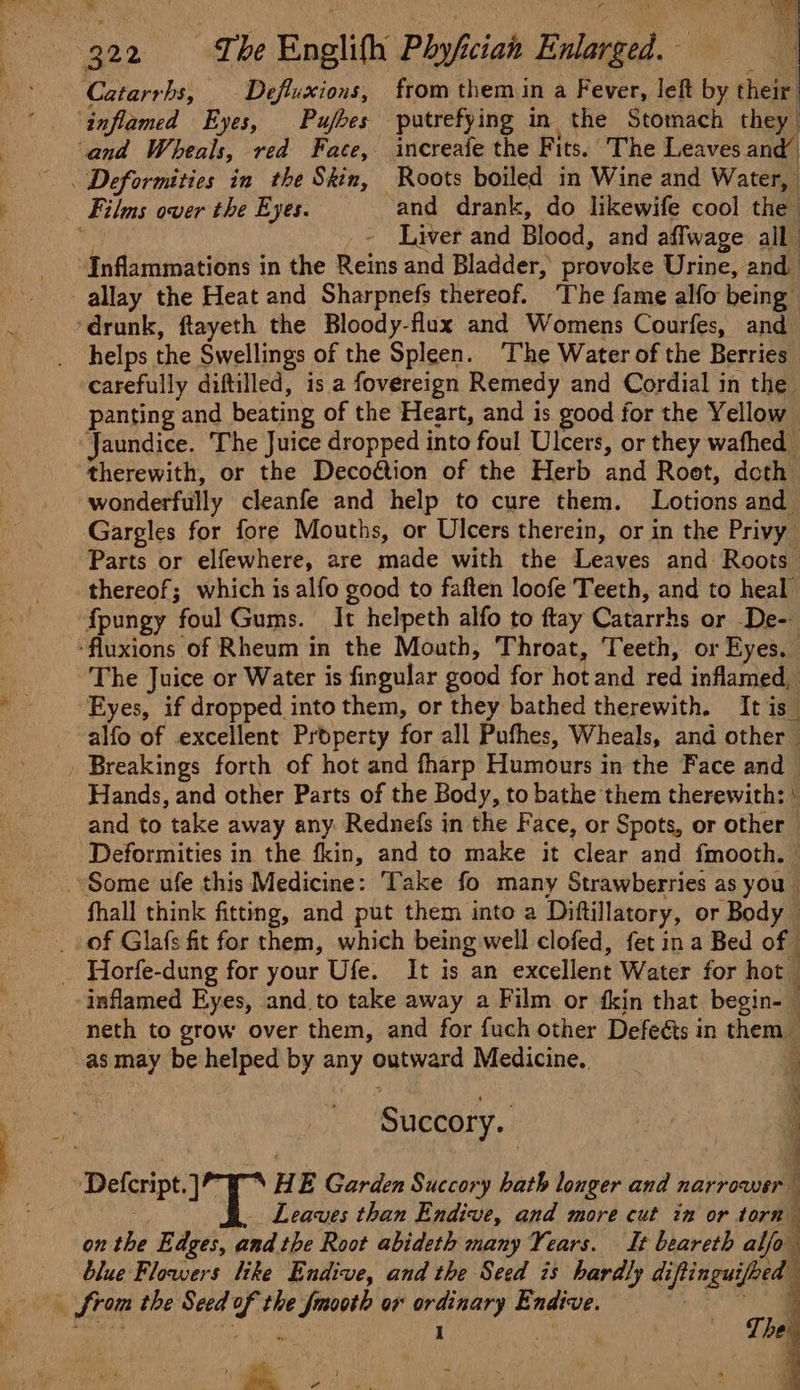 i e4 3 22 f be Eneli(h Phyfii cian Reba Catarrbs, Defluxions, from them in a Fever, left by their inflamed Eyes, Pufbes -putrefy i ing in the Stomach they. ‘and Wheals, red Face, increafe the Fits. The Leaves and’ Deformities in the Skin, Roots boiled in Wine and Water, Films over the Eyes. and drank, do likewife cool the : Liver and Blood, and affwage ail. Inflammations in the nae and Bladder, provoke Urine, and. allay the Heat and Sharpnefs thereof. ‘The fame alfo being” ‘drunk, ftayeth the Bloody-flux and Womens Courfes, and helps the Swellings of the Spleen. The Water of the Berries carefully diftilled, is a fovereign Remedy and Cordial in the panting and beating of the Heart, and is good for the Yellow “Jaundice. ‘The Juice dropped into foul Ulcers, or they wafhed therewith, or the Decoétion of the Herb and Root, doth wonderfully cleanfe and help to cure them. Lotions and Gargles for fore Mouths, or Ulcers therein, or in the Privy. Parts or elfewhere, are made with the Leaves and Roots thereof; which is alfo good to faften loofe Teeth, and to heal fpungy ‘foul Gums. It helpeth alfo to ftay Catarrhs or De- ‘fluxions of Rheum in the Mouth, Throat, Teeth, or Eyes. The Juice or Water is fingular good for hot and red inflamed, Eyes, if dropped into them, or they bathed therewith. It is” alfo of excellent Property for all Pufhes, Wheals, and other — _ Breakings forth of hot and fharp Humours in the Face and Hands, and other Parts of the Body, to bathe them therewith: ' and to take away any Rednefs in the F ‘ace, or Spots, or other Deformities in the fkin, and to make it clear and fmooth. Some ufe this Medicine: Take fo many Strawberries as you” fhall think fitting, and put them into a Diftillatory, or Body _ of Glafs fit for them, which being well clofed, fet ina Bed of _ Horfe-dung for your Ufe. It is an excellent Water for hot ‘inflamed Eyes, and,to take away a Film or fkin that begin- neth to grow over them, and for fuch other Defeéts in them as may be helped by any outward Medicine, s Succory. 3 4 Defcript. ’T H E Garden Succory hath longer and narrower Leaves than Endive, and more cut im or torn” on the Edges, andthe Root abideth many Years. It beareth alfo : blue Flowers like Endive, and the Seed is hardly diftinguifeed : from the Seed x the Bie: on fas Endive. ‘ ~ an Maney