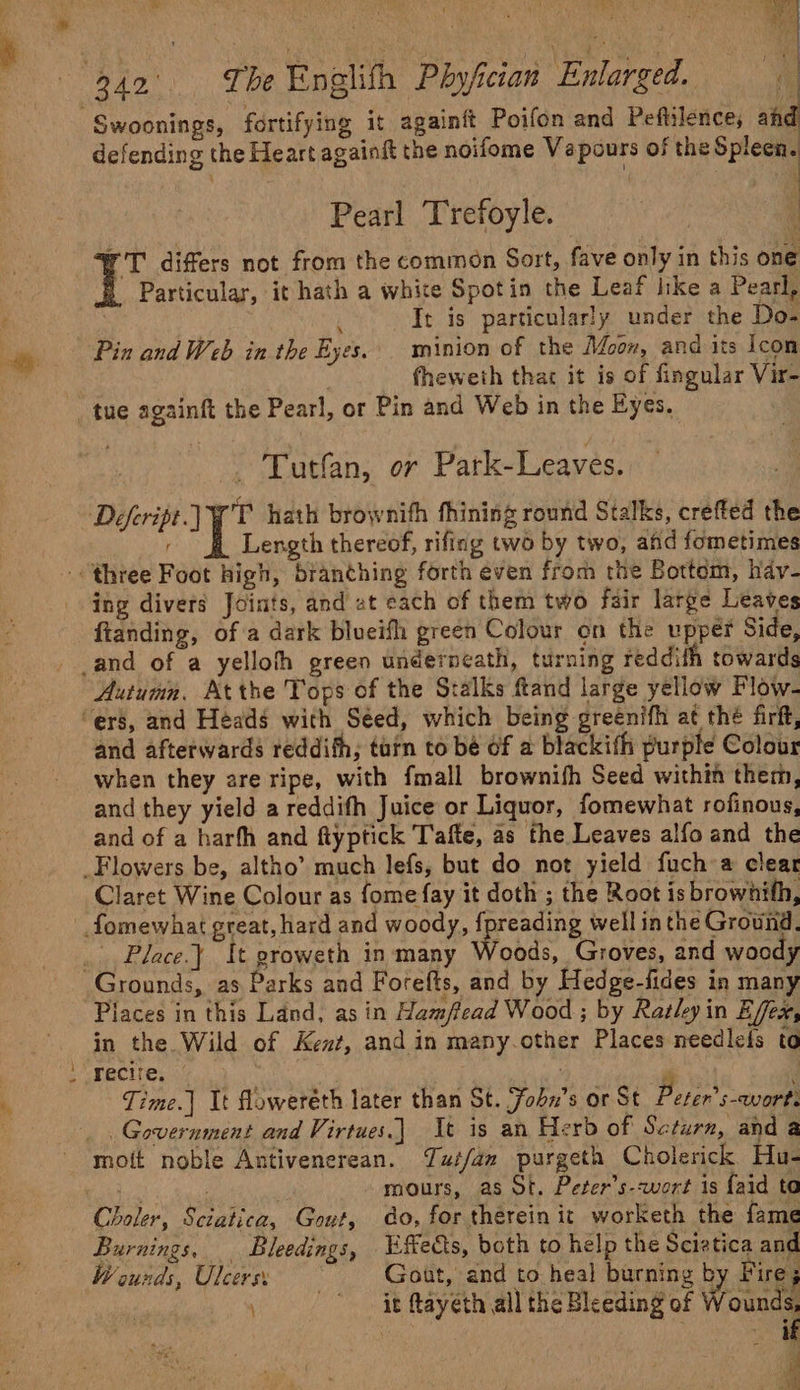 Swoonings, fortifying it againft Poifon and Peftilence, and defending the Heart againft the noifome Vapours of the Spleen. Pearl Trefoyle. FT differs not from the common Sort, fave only in this one Particular, it hath a white Spotin the Leaf like a Pearl, i It is particularly under the Do- Pin andWeb in the Eyes. minion of the Moon, and its Icon fheweth thar it is of fingular Vir- ~ Tutfan, or Park-Leaves. 4 tea ig! Place.} tt groweth in many Woods, Groves, and woody Places in this Land, asin Hamftead Wood ; by Rasky in Effex, in the Wild of Kent, and in many.other Places needlefs ta Time.] It floweréth later than St. Yobn’s or St Peser’s-wort, moft noble Antivenerean. Tut/an purgeth Cholerick Hu- mours, as St. Peter’s-wwort is {aid to Burnings, Bleedings, Eftedts, both to help the Scietica and Wounds, Ulcers: | Gout, and to heal burning b Er ire F it ftayeth all the Bleeding of ounds, i a,