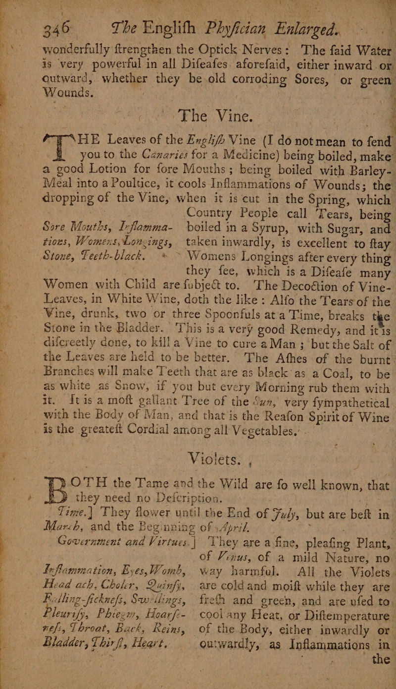 Ne ee ee as Ee Pe ae a oes ) 346 The Englith Phyfician Enlarged. = wonderfully ftrengthen the Optick Nerves: The faid Water is very powerful in all Difeafes. aforefaid, either inward Or, outward, whether they be.old corroding Sores, or green. Wounds. Arne” . ie Rohr file VIO. , is : “y SHE Leaves of the Exgli/b Vine (I do not mean to fend you to the Canaries for a Medicine) being boiled, make a good Lotion for fore Mouths; being boiled with Barley- Meal into a Poultice, it cools Inflammations of Wounds; the dropping of the Vine, when it is cut in the Spring, which mnt Country People call ‘Tears, being Sore Mouths, Inflamma- boiled in a Syrup, with Sugar, and tioes, Womens, Loncings, taken inwardly, is excellent to ftay Stone, Teeth-black. * ~ Womens Longings after every thing they fee, which is a Difeafe many Women with Child are fubjec&amp;t to. The Decoétion of Vine- Leaves, in White Wine, doth the like: Alfo the Tears of the Vine, drunk, two or three Spocnfuls ata Time, breaks the Stone in the Bladder. This is a very good Remedy, and itis - difcreetly done, to killa Vine to cure a Man 3; but the Salt of the Leaves are held to be better. The Athes of the burnt: Branches will make Teeth that are as black as a Coal, to be as white as Snow, if you but every Morning rub them with. it. Jtis a moft gallant Tree of the Sua, very fympathetical with the Body of Man, and that‘is the Reafon Spirit of Wine _ is the greateit Cordial among all Vegetables.’ . Resa. | . Violets. , i: .» OTH the Tame and the Wild are fo well known, that they need no Deicription. ae Time.] They flower until the Ead of Fyly, but are beft in March, and the Beginning of April. E Government and Virtues.) ‘Chey are a.fine, pleafing Plant, ; of Venus, of a mild Nature, no Inflammation, Eyes,Womb, way harmful. All the Violets Head ach, Choler, Quinfy, are cold and moift while they are Falling -ficknefs, Swwrllings, fresh and green, and are ufed to. Pleurify, Phiegm, Hoarfi- cool any Heat, or Diftemperature nefi, Throat, Back, Reins, of the Body, either inwardly or Bladder, Thirf, Heart, outwardly, as Inflammations Ao po js