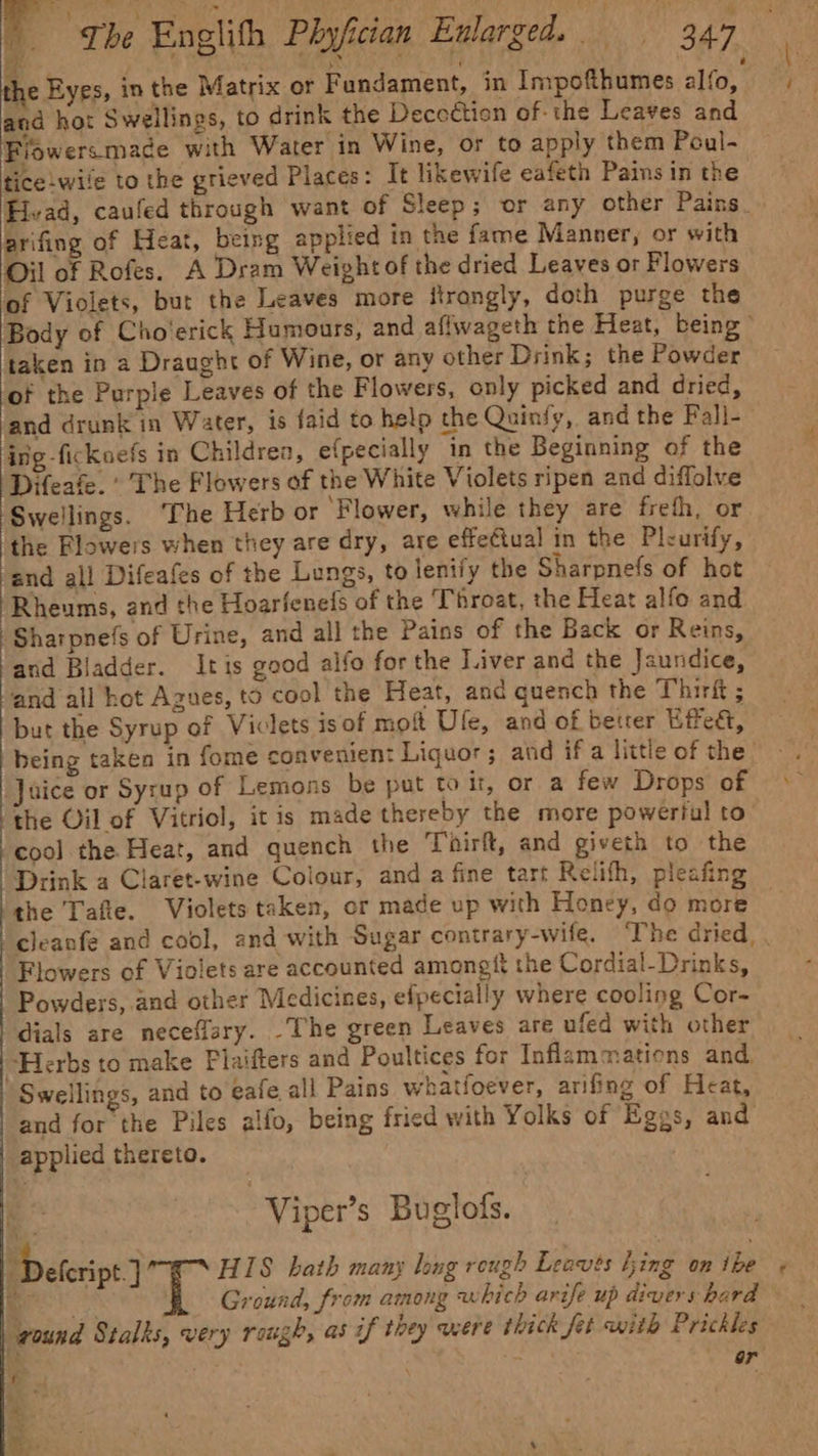 and hot Swellings, to drink the Decoétion of the Leaves and Fiowersmade with Water in Wine, or to apply them Poul- tice:wile to the grieved Places: It likewife eafeth Pains in the arifing of Heat, being applied in the fame Manner, or with Oil of Rofes. A Dram Weight of the dried Leaves or Flowers of Violets, bur the Leaves more ftrongly, doth purge the taken in a Draught of Wine, or any other Drink; the Powder ‘of the Purple Leaves of the Flowers, only picked and dried, and drunk in Water, is faid to help the Quinfy, and the Fall- ing-ficksefs in Childrea, e(pecially in the Beginning of the Difeafe. ’ The Flowers of the White Violets ripen and diffolve Swellings. ‘The Herb or ‘Flower, while they are freth, or the Flowers when they are dry, are effectual in the Pleurify, and all Difeafes of the Lungs, to lentfy the Sharpnefs of hot Rheums, and the Hoarfenefs of the Throat, the Heat alfo and ‘Sharpnefs of Urine, and all the Pains of the Back or Reins, and Bladder. Itis good alfo for the Liver and the Jaundice, and all hot Azues, to cool the Heat, and quench the Thirft ; but the Syrup of Viclets isof moft Ufe, and of betrer Uffed, Juice or Syrup of Lemons be put to it, or a few Drops of the Oil of Vitriol, it is made thereby the more powerful to cool the Heat, and quench the Thirft, and giveth to the Drink a Claret-wine Colour, and a fine tart Relifh, pleafing the Tafte. Violets taken, cr made up with Honey, do more Flowers of Violets are accounted amongft the Cordial-Drinks, Powders, and other Medicines, efpecially where cooling Cor- dials are neceffary. The green Leaves are ufed with other ‘Herbs to make Plaifters and Poultices for Inflammations and ‘Swellings, and to eafe all Pains whatfoever, arifing of Heat, and for the Piles alfo, being fried with Yolks of Eggs, and applied thereto. a Viper’s Buglofs. ) Delcript J Ae HIS hath many long rough Leaves hing on ibe ee Ground, from among which arife up divers hard wound Stalks, very rough, as if they were thick fet with Prickles So ete