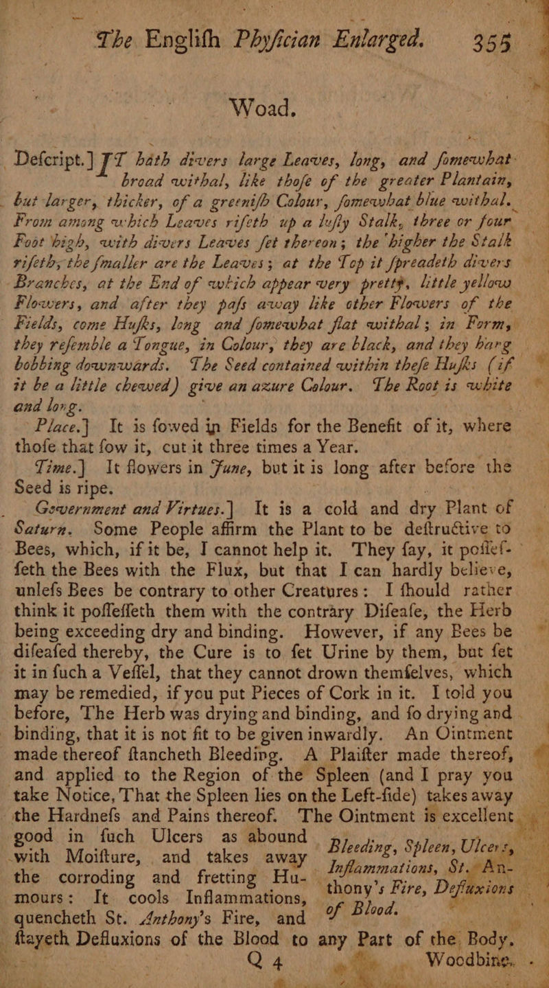 Woad. Defeript.] JT bath divers large Leaves, long, and rey: : broad withal, like thofe of the greater Pianigiey . . but larger, thicker, of a greenif Colour, fomewshat blue withal, From amang which Leaves rifeth up a lufly Stalk, three or four Foot high, with divers Leaves fet thereon; the ‘higher the Stalk vifeth; the fmaller are the Leaves; at the Top it fpreadeth divers — Branches, at the End of wi hich appear very prettp, little yellow Flowers, and after they pafs away like other Flowers of the Fields, come Hufks, long and fomewhat flat withal ; in Form, mh. they refemble a Tongue, in Colour, they are black, and they harg bobbing downwiards. The Seed contained within thefe Hufks (if.™ it be a little chewed) give an azure Colour. The Roags is white and long. Place.} It is fowed in Fields for the Benefit of it, where thofe that fow it, cut it three times a Year. | Time.) It Rowers i in Fune, but it is long after before the Seed is ripe. _ Gevernment and Virtues.) It is a cold and dry I Plant of Saturn. Some People affirm the Plant to be deftructive to Bees, which, if it be, J cannot help it. They fay, it poilet- feth the Bees with the Flux, but that Ican hardly believe, unlefs Bees be contrary to other Creatures: I fhould rather think it pofleffeth them with the contrary Difeafe, the Herb being exceeding dry and binding. However, if any Bees be © difeafed thereby, the Cure is to fet Urine by them, but fet it in fuch a Veffel, that they cannot drown themfelves, which may be remedied, if you put Pieces of Cork in it. Itold you before, The Herb was drying and binding, and fo drying and . _ binding, that it is not fit to be given inwardly. An Ointment made thereof ftancheth Bleeding. A Plaifter made thereof, ' and applied to the Region of the Spleen (and I pray you | take Notice, That the Spleen lies on the Left-fide) takes away the Hardnefs and Pains thereof. The Ointment is excellent a good in fuch Ulcers as abound with Moifture, and takes away the corroding and fretting Hu- vn in’ @ -mours: It cools. Inflammations, “BI 3 Z he quencheth St. 4nthony’s Fire, and lg ftayeth Defluxions of the Blood to any Part of the. baat — Oe a Woodbine. - Bn ade | WG) Re he Din, A ae eS  ® 4 Bleeding, Spleen, Ulcers, : Inflammations, ys me i ee ions Ee