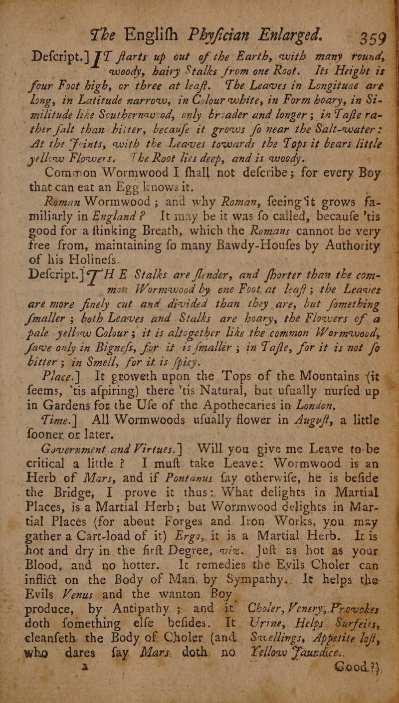 oh ree - | a4 Defeript, 7] I I farts up out of the Earth, with many tound, | woody, hairy Stalks from one Root. Tes Height is | long, in Latitude narrow, in Colour white, in Form hoary, in Si- | ther falt than biiter, becaufe it grows fo near the Salt-water: — At the “foints, with the Leaves towards the Tops it bears little yells Flowers. The Root hes deep, and is woody. Common Wormwood I] fhall not defcribe; for every Boy that can eat an Ege knowsit. . Roman Wormwood ; and why Roman, feeing it grows fa- C miliarly in England? It may be it was fo called, becaufe ’tis good for a ftinking Breath, which the Romans cannot be very — free from, maintaining fo many Rawdy- Houtes by Authority ig of his Holinefs. * Defcript. Wz HE Stalks are finder, and ite than the com= mon Wormwood by one Foot at leaf; the Leaves ° are more finely cut and divided than they are, of: Something — fmaller ; both Leaves and Stalks are hoary, the Flowers of a@ | pale yellow Colour 3 it is altogether Like the common Wormwocd, fave only in Bignefs, for it ts fmaller ; in s Tape, Sor it is not fa bitter ; in Smell, for it is fpicy. 4 Place.) It groweth upon the Tops of the Mountains {it _ feems, ‘tis afpiring) there ’tis Natural, but ufually nurfed up — in Gardens for the Ufe of the Apothecaries in London, , Time.] All Wormwoods ufually flower in Augu/t, a little fooner. or later. P Government and Virtues.| Will you give me Leave to: be critical a little ? I muft take Leave: Wormwood -is an Herb of Mars, and if Pontanus fay otherwife, he is befide of a tial Places (for about Forges and Iron Works, you. may gather a Cart-load of it) Ergo, it is.a Martial Herb. Ibis — hot and dry in the firft Degree, viz.. Joh as hot as YOu infli@ on the Body of Man, by Sympathy.. It gh set z Evils. Venus and the wanton. Boy ta &gt;. eleanfeth ‘the Body, of. Choler. (and. Swellings, 4p pet