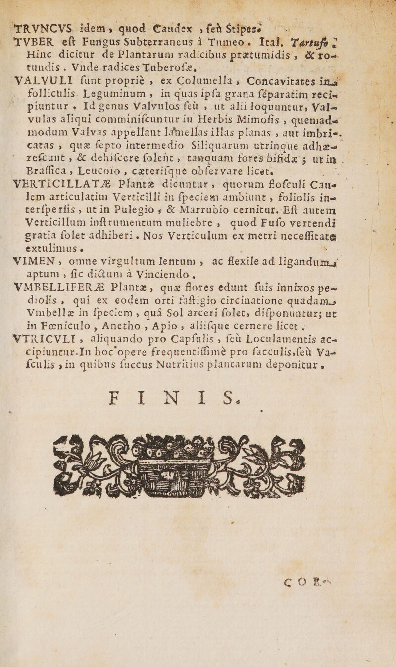 DEG 2 ly CARY ^TRVNCVS. idem , quod: Caudex , fet étipes: TVBER eft Fungus Subterraneus à Tumeo. Ital, Tartufs ; Hinc dicitur de Plantarum radicibus pratumidis ; &amp; rTO- tundis. Vnde radices Tuberofx, VALVULI funt proprié ; ex Columella ; Conéavit ate Sd ina piuntur . Id genus Valvulos feü , ut alii loquuntur, Val- vulas aliqui commínifcuntur iu' Herbis Mimofis , quemad« modum Valvas appellant 1amellas illas planas ; aut imbris. Braffica , Leucoio , czterifque obfervare licet. VERTICILLATJE Pfíantz dicantur, quorum flofculi Cata lem articulatim Verticilli in fpeciem ambiunt ; foliolis in- terfperfis , ut in Pulegio ; &amp; Marrubio cernitur. Bít autem Verticillum inftrumenrum muliebre ;,, quod Fufo vertendi gratia folet adhiberi. Nos Verticulum ex metri neceffitate extulimus, VIMEN , omne virgultum lentum ,. ac flexile ad ligandum. aptum , fic di&amp;um à Vinciendo, VMBRELLIFERJE Plante, que flores edunt fuis innixos pe- diolis , qui ex eodem orti faftigio circinatione quadam, Vmbellz in fpeciem ; quá Sol arceri folet, difponuntur; ut in Feniculo , Anetho , Apio , aliifque cernere licet ; VTRICVLI,; aliquando pro Capfulis , feà Loculamentis ac cipiuntur.In hoc'opere frequentiífime pro facculis,feà Va- fculis in quibus fuccus Nutritius plantarum deponitur, € O R4