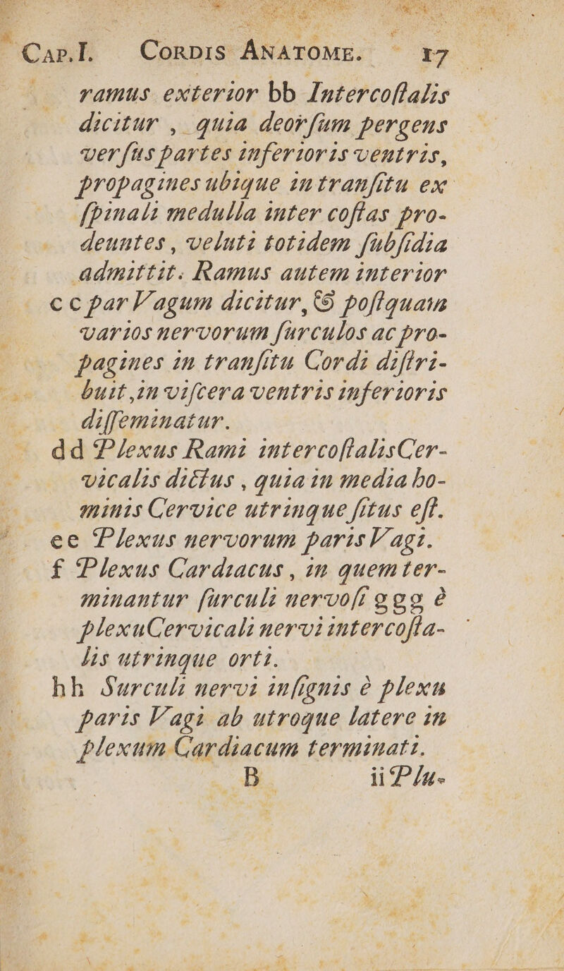 NCC ramus exterior bb Intercoflalis dicitur , quia deorfum pergens ver fus partes iferioris ventris, [pinatt medulla inter coflas pro- deuutes , velutz totidem fubfrdia admittit. Ramus autem interzor c c par l'agum dicitur, GS po[ffguatn Var105 nervorum farculos ac pro- pagines in tranfitu Cordz dzfivz- buit zn o:fcera ventris inferzoris diffeminatur. dd P/exus Ramz interco[lalisCer- vicalis dicius , quia in media bo- minis Cervice utrinque fitus eff. ee Plexus nervorum paris F'agt. f cPlexus Cardzacus , zn quemter- minantur farculi nervofi ggg e fplexuGervicali nervi intercoffa- is utrinque orti. hh Surcuh nervi infignis é plexa 4Mexum GCardiacum terminatz. RUN ii P/z-