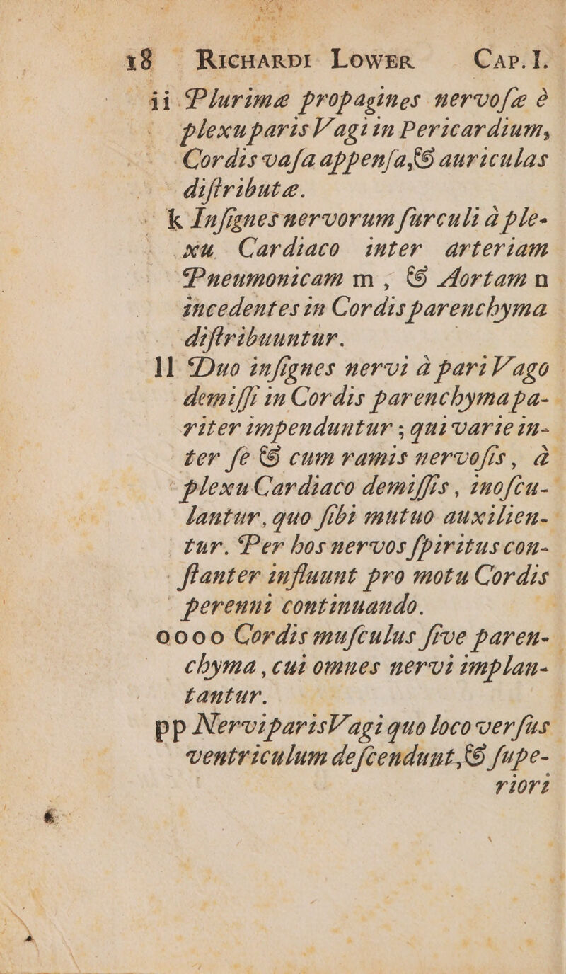 ; : Aa ^q zi  x8 . RicHagnpD: Lowsg — Caxr.L di Plurime propagines. nervo[z à plexuparis Vagiin Pericardium, Cordis vafa appenjay9 auriculas difiribute. OKknfgnesuervorum farculi à ple- Xu, Cardiaco iuter. arteriam SPueumonicam m , 69 Aortamn. jucedentes in Cordis parencbyma diflribuuntur. ll 5Duo infignes nervi à pariV/ago demifft in Cordis parencbyma pa- viter impenduntur ; qui varie in- £er fe €9 cum ramis uervofis, 2 flexu Cardiaco demiffis , imofcu- Jantur, quo fibi mutuo auxilen-- | £ür. fPer bos nervos fpirztuscon- Janter influunt. pro motu Cordis | perenni continuando. | 0000 Cordis mufculus ffve parenu- cbyma ,cui omues nervi implan- Lantur. pp NerviparzsV agi quo Iocoverfus. ventriculum defcendunt, (9 fupe- riort »