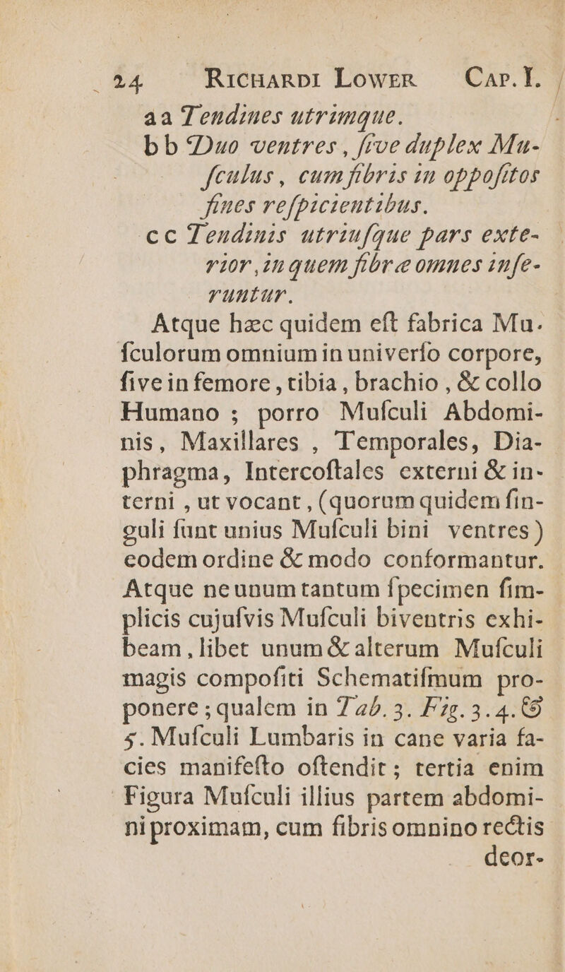 254 RicHanpi Lowrn — Car.L, aa Tendines utrimque. bb Duo ventres , frve duplex Ma- fculus, cumfibris in oppofttos fines refpicientibus. cc Tendzuis utriufque pars exte- rior ,inquem fibre omues iufe- runtur. Atque hzc quidem eft fabrica Mu. Ículorum omnium in univerfo corpore, fivein femore , tibia , brachio , &amp; collo Humano ; porro Mufculi Abdomi- nis, Maxillares , Temporales, Dia- phragma, Intercoflales externi &amp; in- terni , ut vocant , (quorum quidem fin- guli funt unius Mufculi bini ventres) eodem ordine &amp; modo conformantur. Atque neunumtantum fpecimen fim- plicis cujufvis Mufculi biventris exhi- beam,libet unum &amp; alterum Mufculi magis compofiti Schematifmum pro- ponere ; qualem in 7240. 3. 7g. 3.4.9 5. Mufculi Lumbaris in cane varia fa- cies manifefto oftendit; tertia enim Figura Muículi illius partem abdomi- ni proximam, cum fibris omnino d