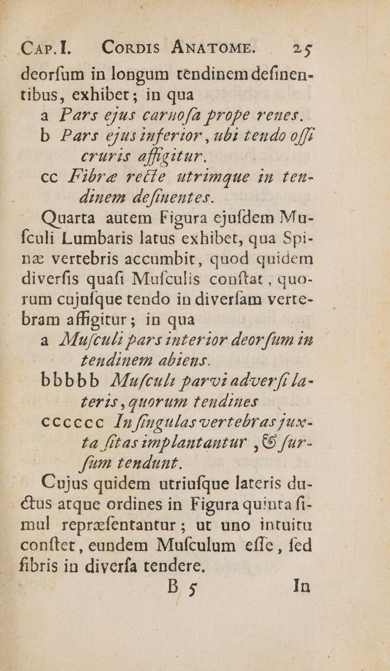 deorfum in longum tendinem definen- tibus, exhibet; in qua a Pars ejus caruofa prope veues. b Pars ejus iufertor , ubi tendo offe eruris affaitur. cc Fibre reéíe utrimque im ten- dinem defmentes. Quarta autem Figura cjufdem Mu- Ículi Lumbaris latus exhibet, qua Spi- nz vertebris accumbit, quod quidem diverfis quafi Mufculis conftat , quo- rum cujufque tendo in diverfam verte- bram affigitur; in qua a Mujculi pars uuterzor deor fum i  tendinem abiens. bbbbb Meu/culs parv adverft la- feris,quorum teudzmes —. cccccc Zn fingulas vertebras jux- ta itas umplantautur ,C0 fur- fam tendunt. Cujus quidem utriufque lateris du- ctus atque ordines in Figura quinta fi- mul reprzíentantur; ut uno intuitu conftet, eundem Mufculum efle , fed fibris i in diverfa tendere. b 5 In