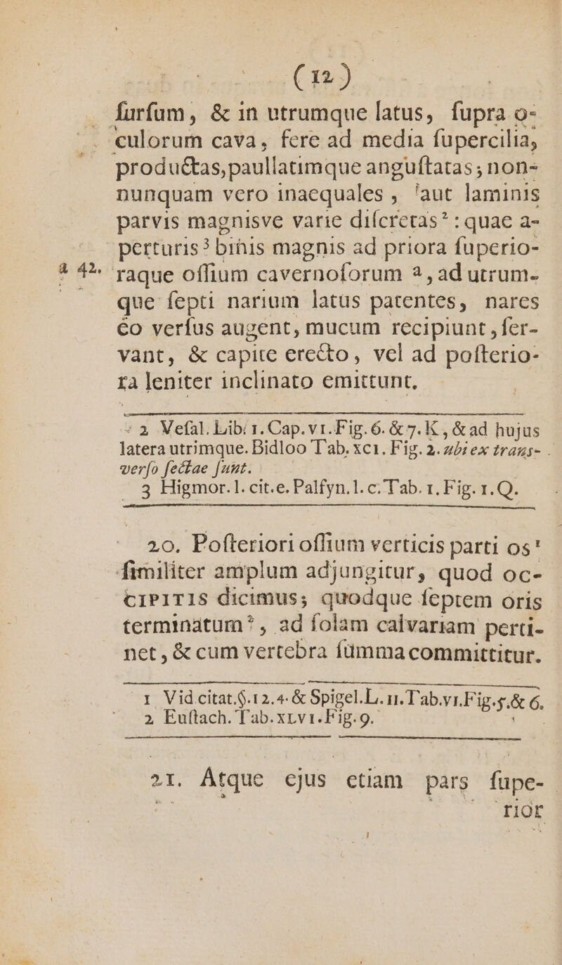 wey à 42. (n). produétas,paullatimque anguftatas ; non- nunquam vero inaequales , /aut laminis parvis magnisve varie diícretas? : quae a- perturis? binis magnis ad priora fuperio- raque offium cavernoforum 2, ad utrum- que fepti narium latus patentes, nares €o verfus augent, mucum recipiunt ,fer- vant, &amp; capite erecto, vcl ad polfterio- ra leniter inclinato emittunt, : 2. Vefal. Lib 1. Cap. vt. Fig. 6. &amp; 7. K , &amp; ad hujus latera utrimque. Bidloo T'ab. xc1. Fig. 2. 42: ex zrags- - verfo fectae faut. 3 Higmor.1. cit.e. Palfyn.1. c Tab. r. Fig. 1. Q. 20. Pofteriori offium verticis parti os' CIPITIS dicimus; quodque feptem oris terminatum * , ad folam calvariam perti- net, &amp; cum vertebra fümma committitur. I V id citat.G.12.4- &amp; Spigel.L. i. T'ab.vr.Fig.e.&amp; 6. 2 Euflach. l'ab. xvi. Fig.9. i id 2r. Átque cjus etiam pars fupe- d Tor DAE