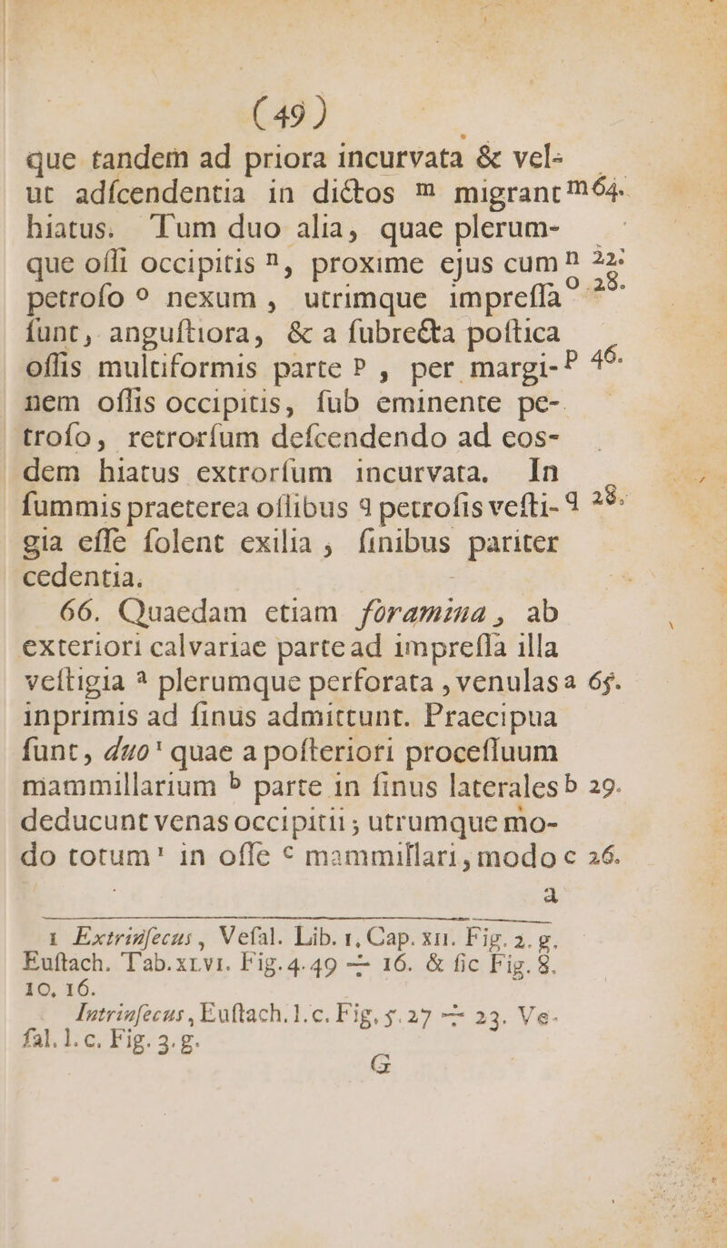 que tandem ad priora incurvata &amp; vel — — ut adícendentia in dictos m migrant mó4- hiatus. Tum duo alia, quae plerum- que offi occipitis ^, proxime ejus cum P 2: petrofo 9 nexum , utrimque impreffa ^^ funt, anguftiora, &amp; a fubre&amp;a poftica oflis multiformis parte P , per margi-P ^ nem oflis occipitis, fub eminente pe-. troífo, retrorífum defcendendo ad eos- dem hiatus extrorfum incurvata. In fummis praeterea oflibus 3 petrofis vefli- gia efle folent exilia ; finibus pariter cedentia. 66. Quaedam etiam füramzua , ab exteriori calvariae partead imprefla illa veítigia ? plerumque perforata , venulasa 65. inprimis ad finus admittunt. Praecipua funt, dzo' quae a pofteriori procefluum mammillarium P parte 1n finus laterales b 29. deducunt venas occipitii ; utrumque mo- do totum' in ofle « mammillari , modo c 26. | à q 28. 1 Extriecus , Vefal. Lib. 1, Cap. xii. Fig..g. Euftach. T'ab.xrvi. Fig. 4.49 — 16. &amp; fic Fig. S. 10, 16. ; Intrinfecus , Euftach.1.c. Fig, y. 27 —— 23. Ve. fal. 1. c. Fig. 3. g. G