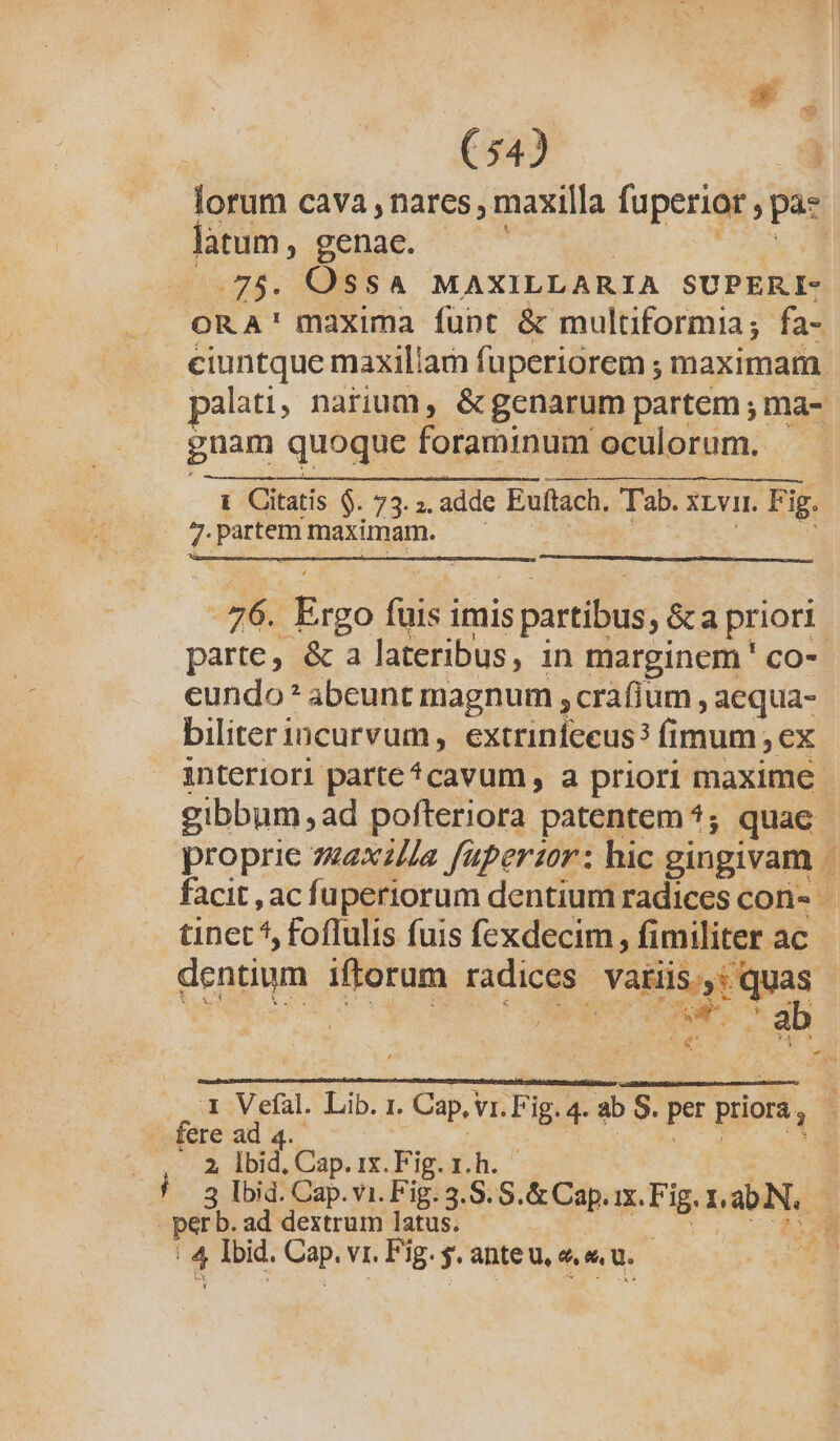 v] (54) lorum cava , nares , maxilla fuperior , pa- GE genae. | 75. OSSA MAXILLARIA SUPERI- ORA' maxima funt &amp; multiformia; fa- ciuntque maxillam fuperiorem ; maximam. palati, narium, &amp;genarum partem ; ma- gnam quoque foraminum oculorum. t Citatis $. 73. 2. adde Euftach. Tab. XLVII. Fig. 7 partent maximam. «446. PEroG fuis imis partibus ,&amp;a priori parte , &amp; a lateribus, in marginem ' co-- eundo? abeunt magnum , crafium , aequa- biliter incurvum , extrinfecus? (imum , ex interiori parte ^cavum , a priori maxime gibbum , ad pofteriora patentem 1; quac - proprie 742x2//a füperzor: hic pingivam e facit , ac fuperiorum dentium radices con- - tinet 5 foflulis fuis fexdecim, fimiliter ac dentium iftorum radices xu xri | Ca RP a 1 Vefal. Lib. 1. ALD ig. 4. ab S. per cd - fere ad 4 Crude 2 Ibid. Cap. ix. Fig. x. h. 3 lbid. Cap. vi. Fig. 3.8. 5.&amp; Cap. ix. Fig. DabN.o per b. ad dextrum latus. - u^