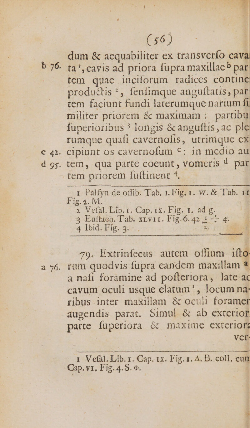 b 76. a 76. E ( 56) | dum &amp; aequabiliter ex transverfo cava. ta !, cavis ad priora fupra maxillae par produétis *, fenfimque anguftats, par tem faciunt fundi laterumque narium fi militer priorem &amp; maximam : partibu fuperioribus ? longis &amp; anguftis , ac ple. rumque quaft cavernofis, utrimique cx cipiunt os cavernofum *: in medio au tem priorem fuftinent 7. 1 Palfyn de offib. Tab. 1. Fig; r. w. &amp; Tab. 11 Fig. 2. M. 2. Vefal. Lib. r. Cap. ix. Fig. 1. ad g. 3 Euftach. l'ab. xrvit. Fig.6.42,1 — 4. 1 4 Ibidabigosss. 2. God Mcr *- 79. Extrinfecus autem offium ifto: rum quodvis fupra eandem maxillam a nafi foramine ad pofteriora, late ac cavum oculi usque elatum', locum na: ribus inter maxillam &amp; ocuii foramer augendis parat. Simul &amp; ab exteriof. parte fuperiora &amp; maxime exterior | vet: 1 Vefal. Lib. 1. Cap. 1x. Fig. 1. A. D. coll. cum